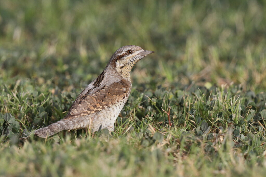 Wryneck. Qatar, 08 April 2013 © Neil G. Morris.