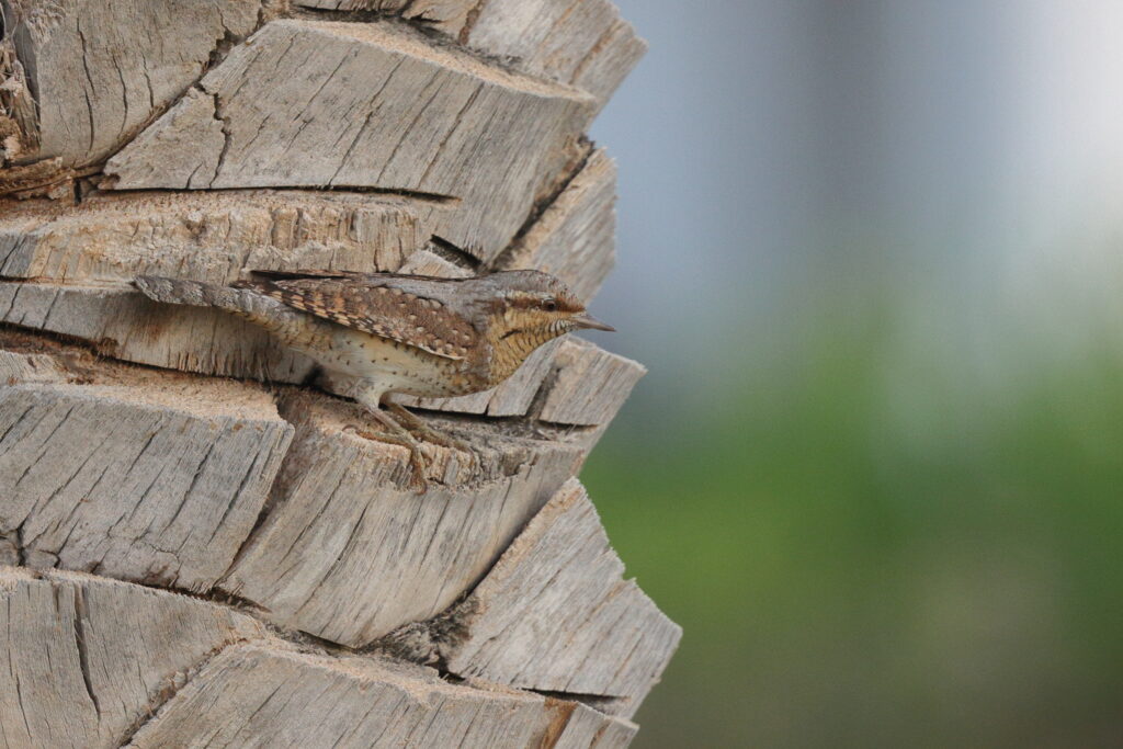 Wryneck. Qatar, 08 April 2013 © Neil G. Morris.