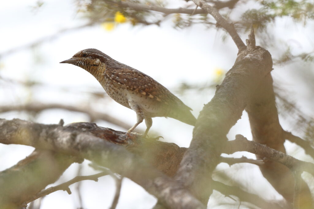 Wryneck. Qatar, 18 April 2013 © Neil G. Morris.