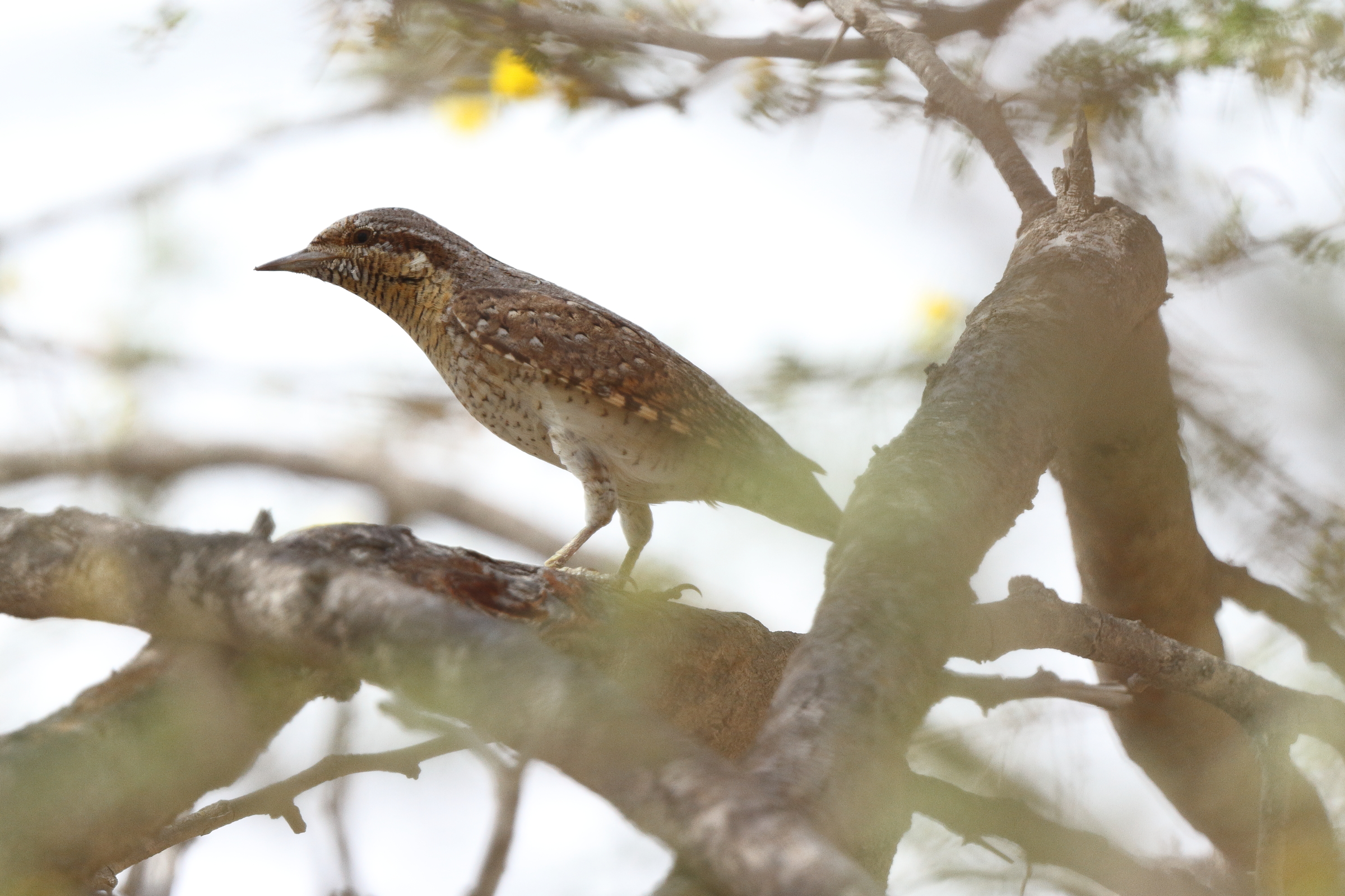 Wryneck. Qatar, 18 April 2013 © Neil G. Morris.