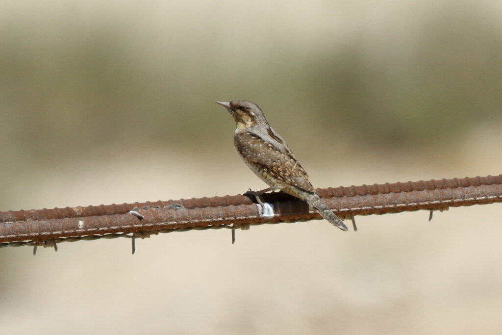 Wryneck. Qatar, 17 March 2014 © Neil G. Morris.