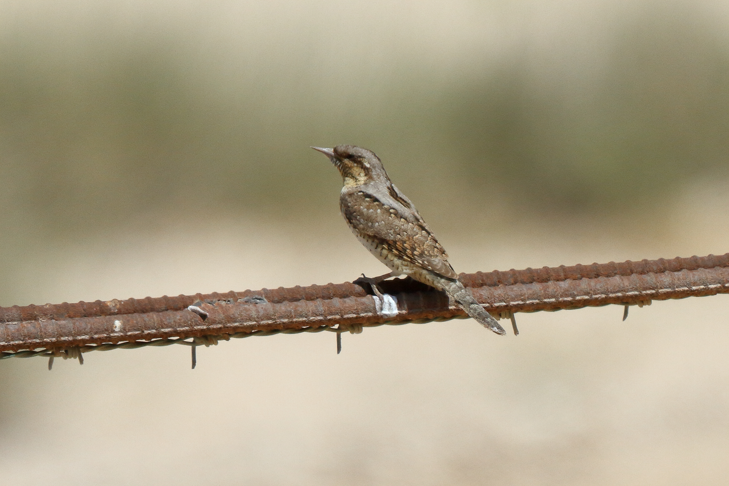 Wryneck. Qatar, 17 March 2014 © Neil G. Morris.