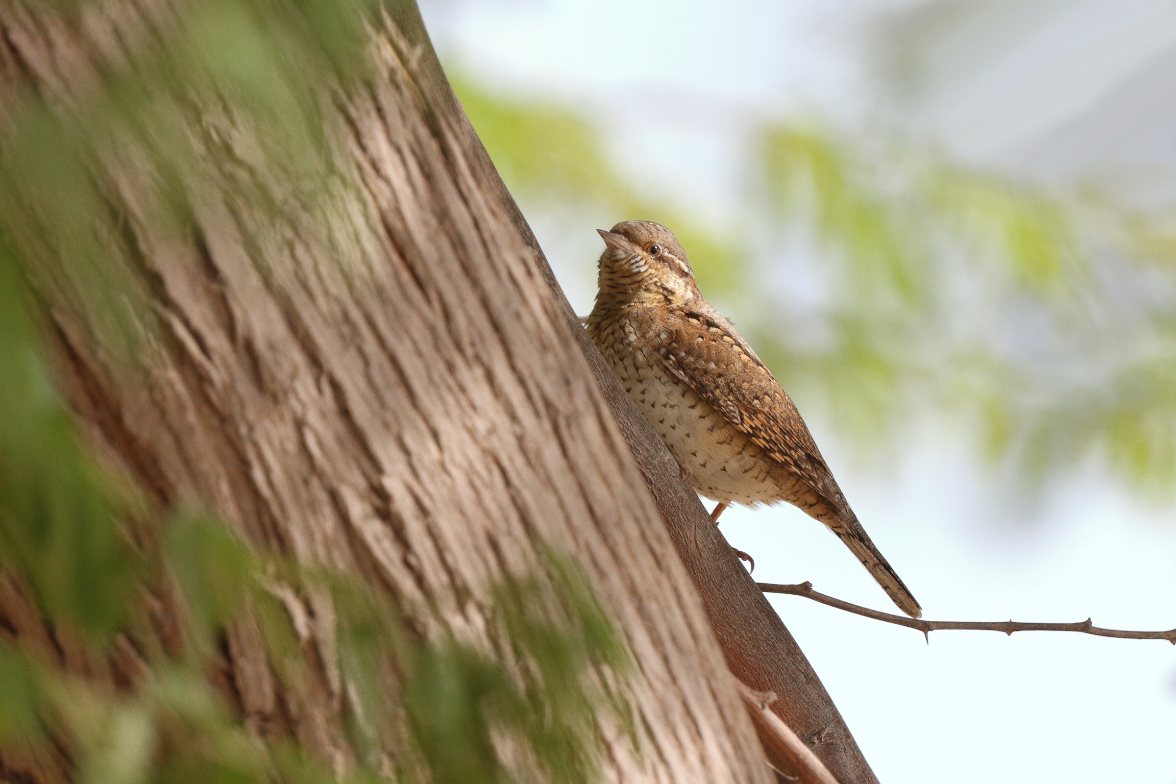 Wryneck. Qatar, 01 April 2014 © Neil G. Morris.
