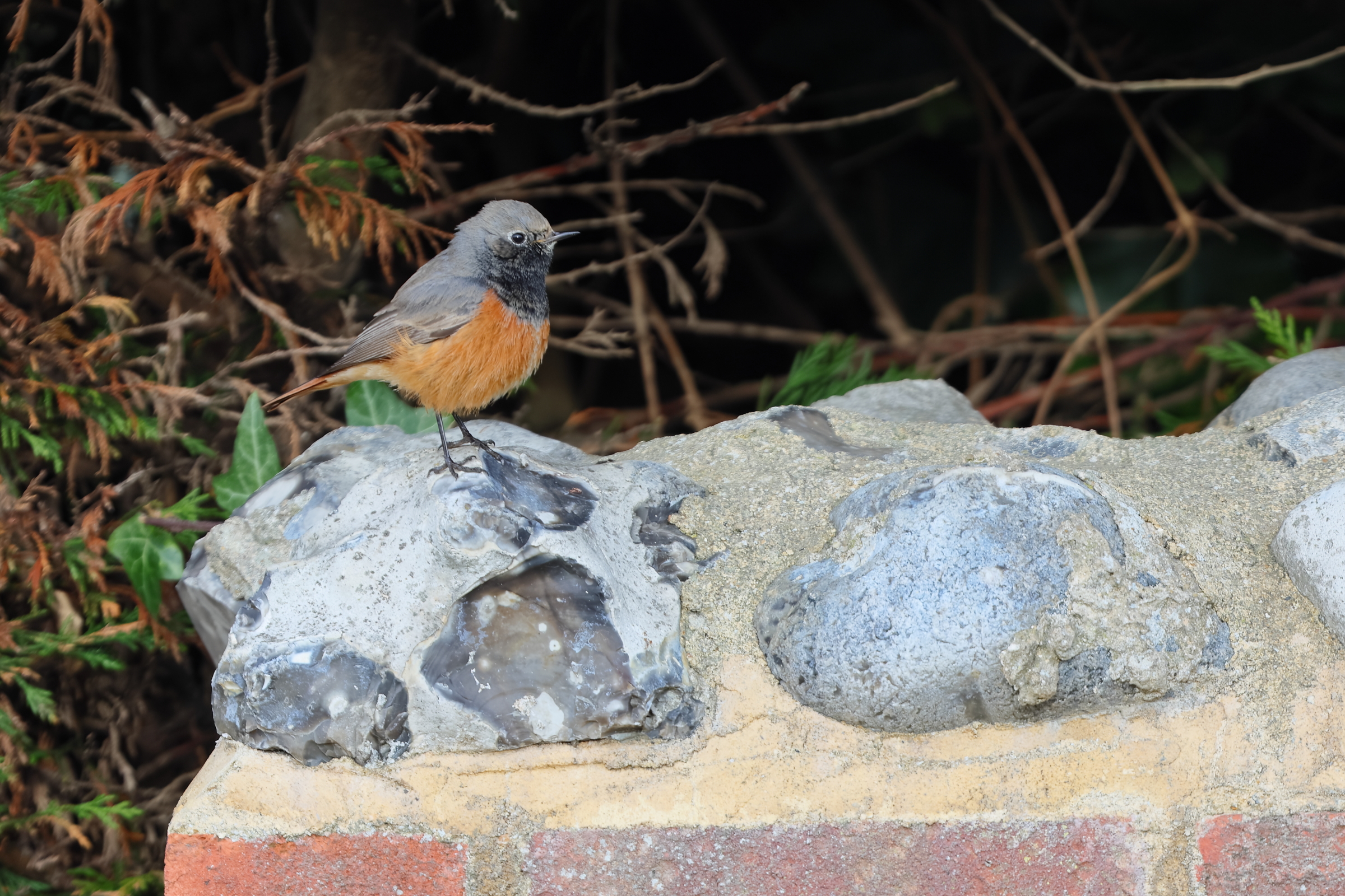 'Eastern' Black Redstart. Sheringham, Norfolk, 08 January 2026 © Neil G. Morris.