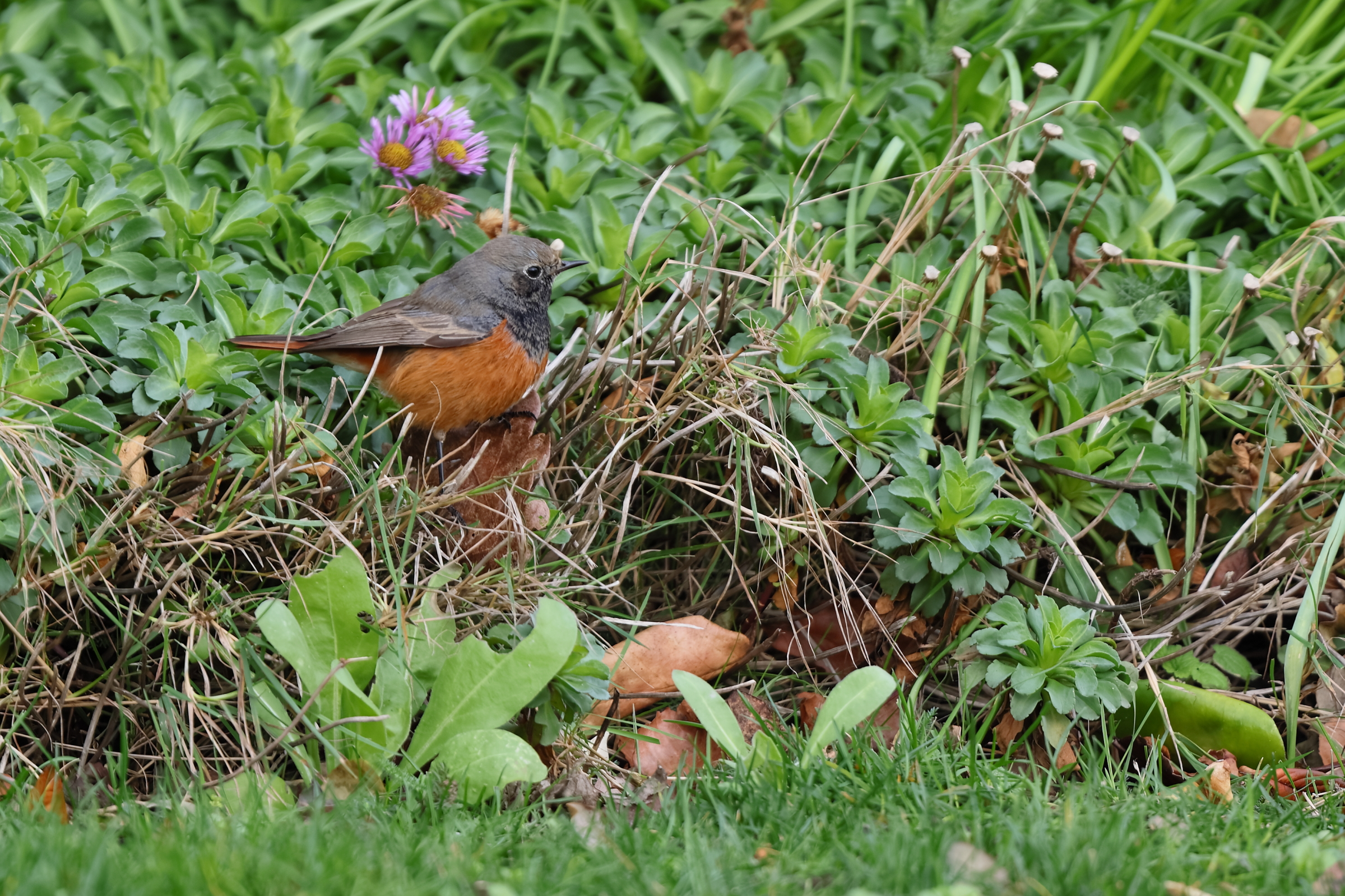'Eastern' Black Redstart. Sheringham, Norfolk, 08 January 2026 © Neil G. Morris.