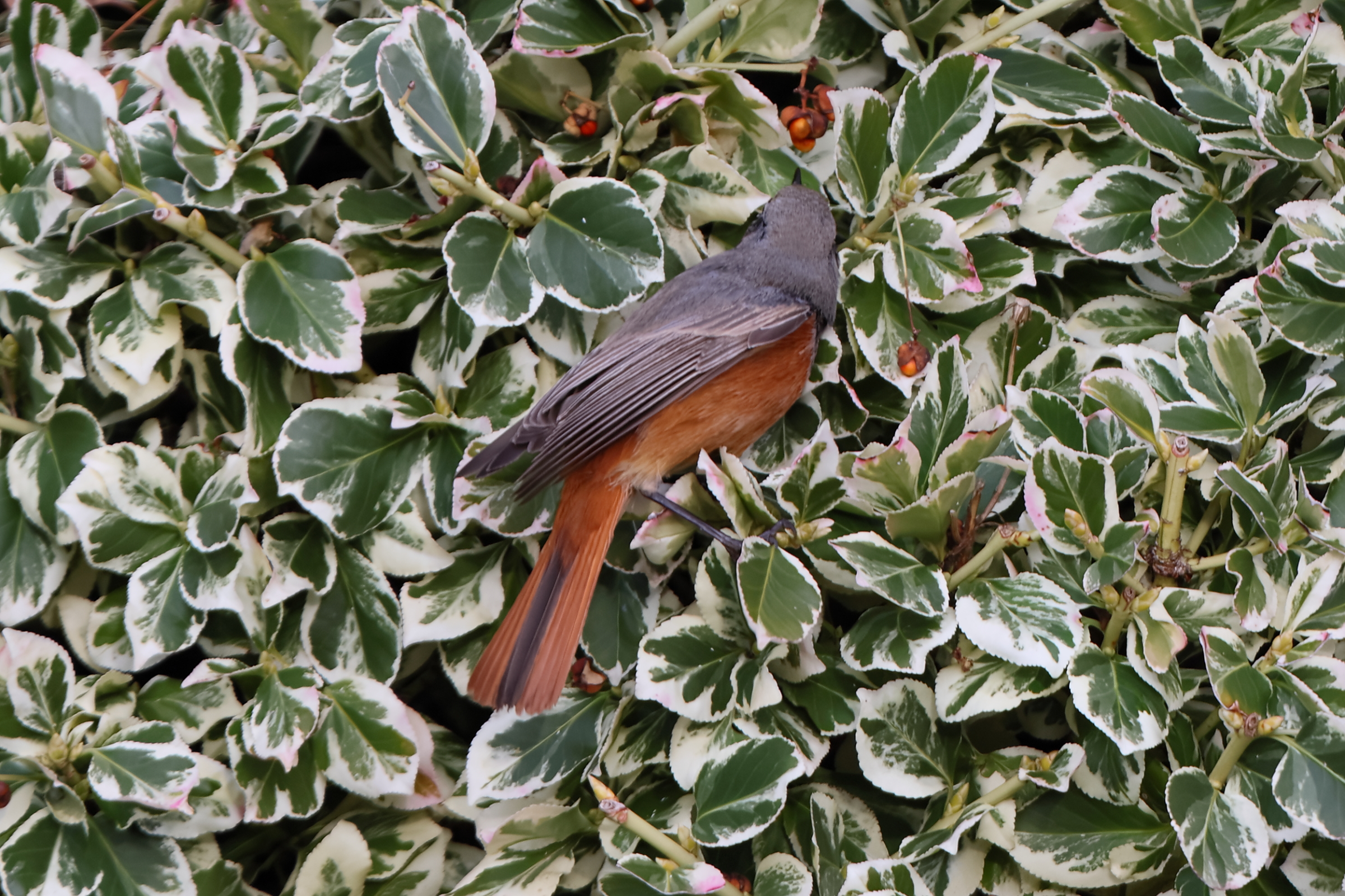 'Eastern' Black Redstart. Sheringham, Norfolk, 08 January 2026 © Neil G. Morris.