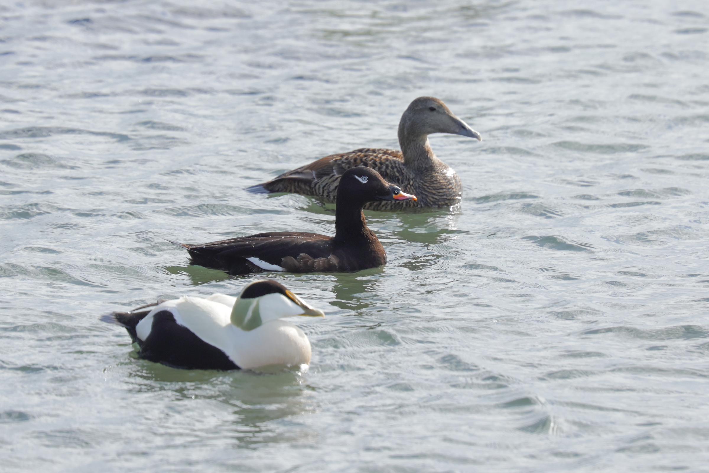 White-winged Scoter. Kirkcaldy, Fife, 25 May 2026 © Neil G. Morris.