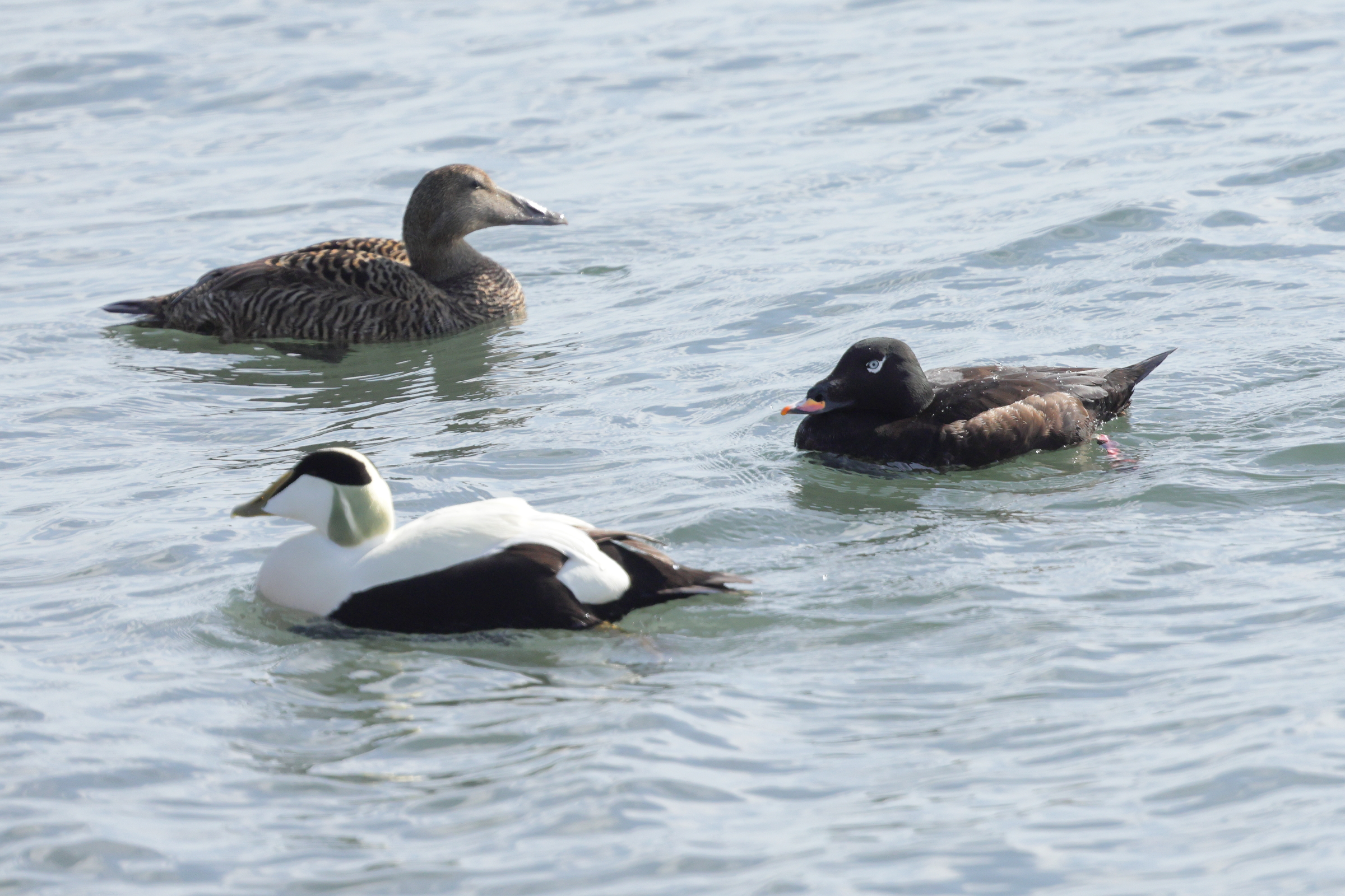 White-winged Scoter. Kirkcaldy, Fife, 25 May 2026 © Neil G. Morris.