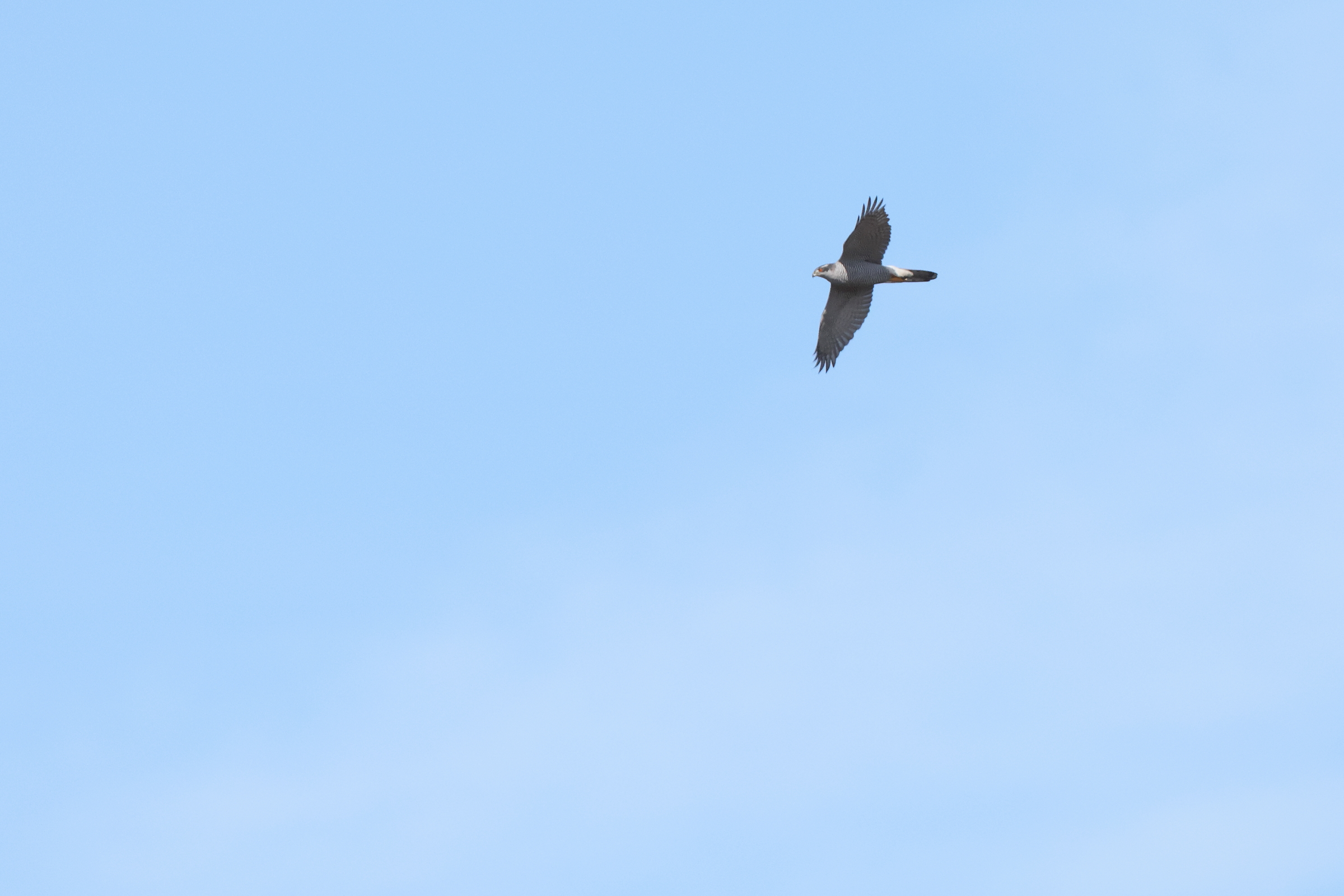 Goshawk. Private site, Norfolk, 21 March 2026 © Neil G. Morris.