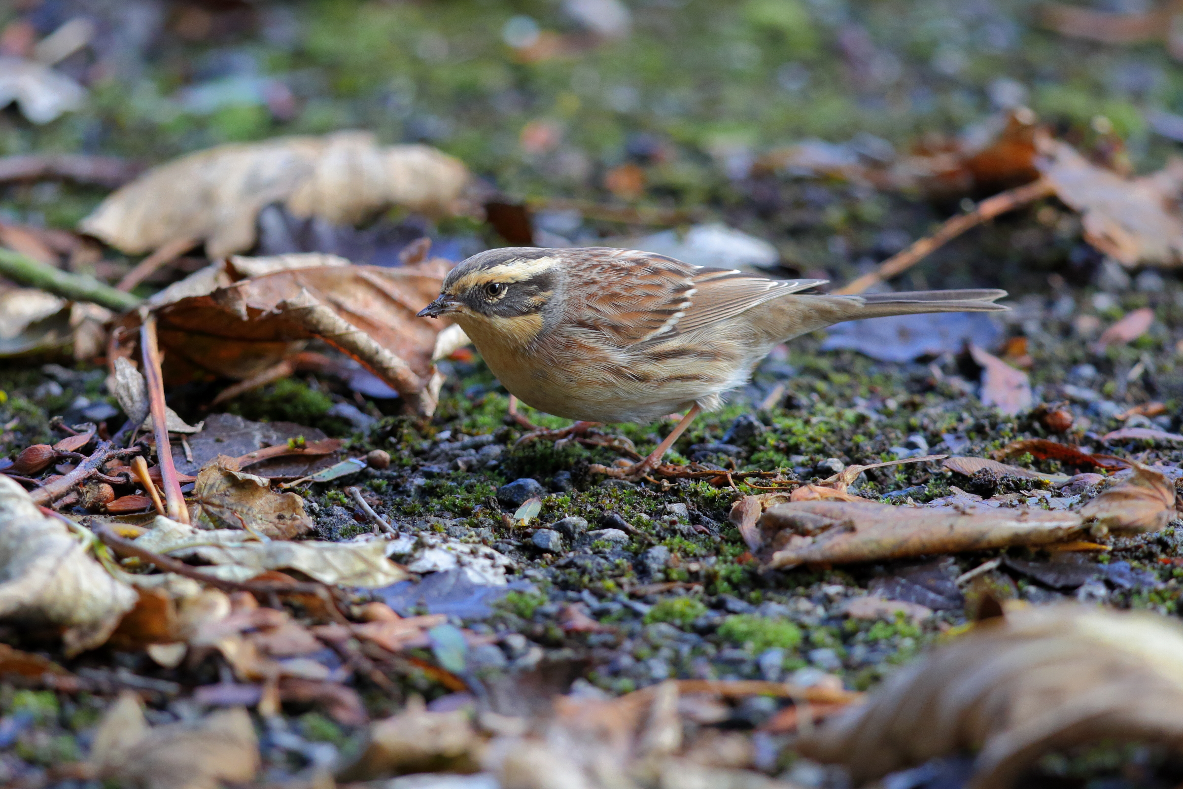 Siberian Accentor. Easington, North Yorkshire, 16 October 2016 © Neil G. Morris.
