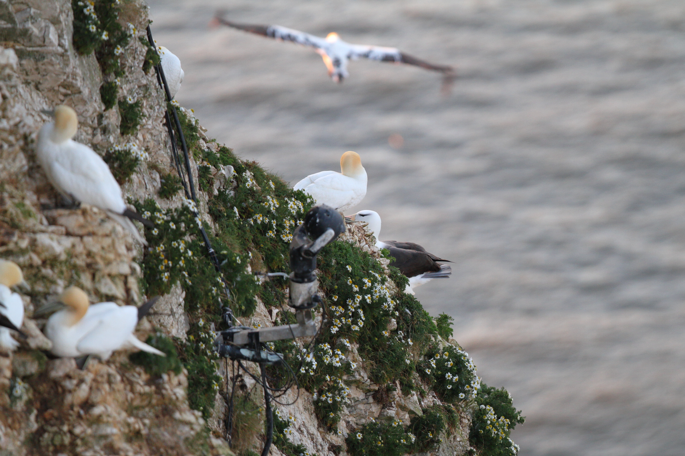 Black-browed Albatross. Bempton Cliffs, North Yorkshire, 24 May 2022 © Neil G. Morris.