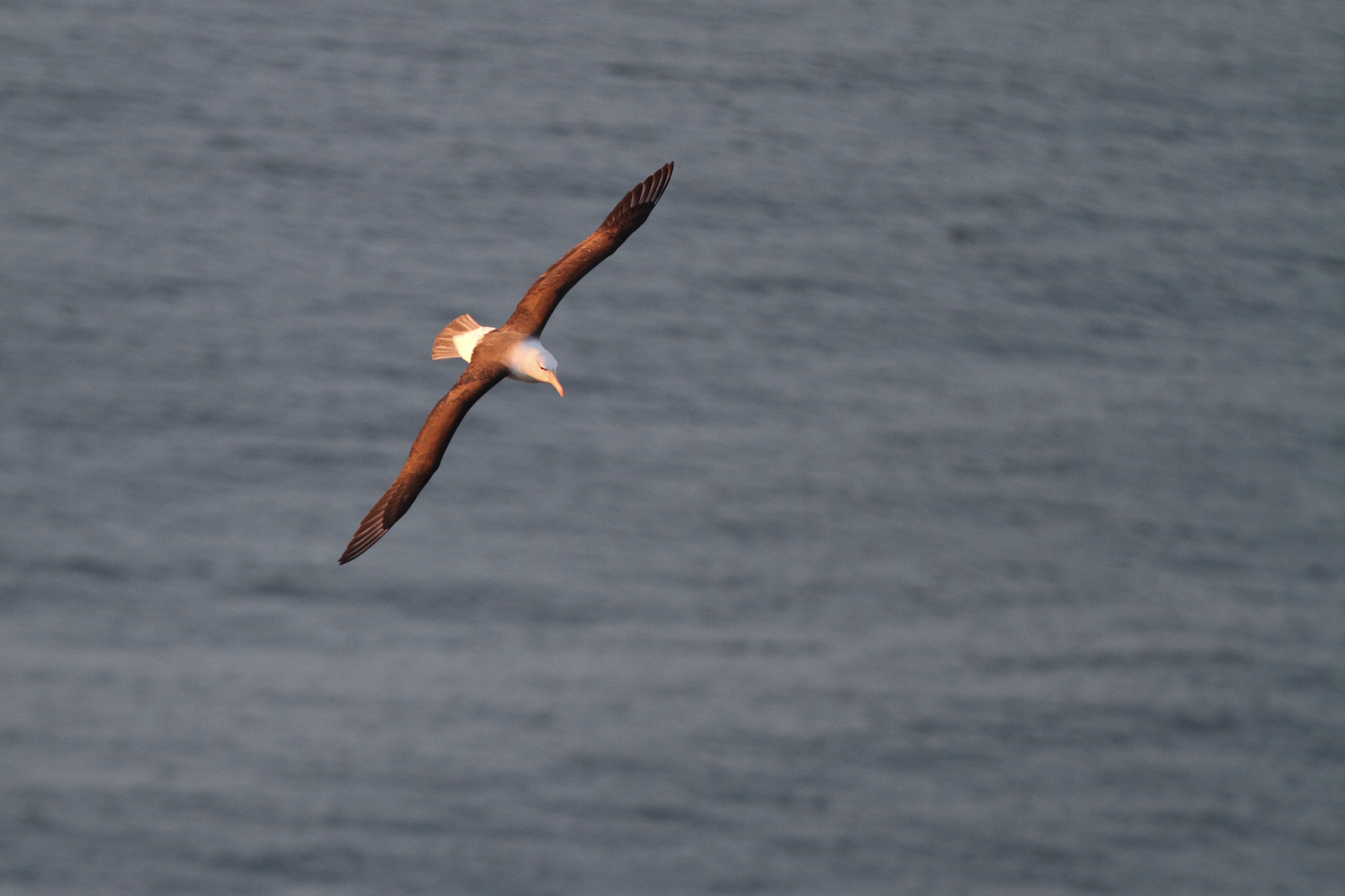 Black-browed Albatross. Bempton Cliffs, North Yorkshire, 24 May 2022 © Neil G. Morris.