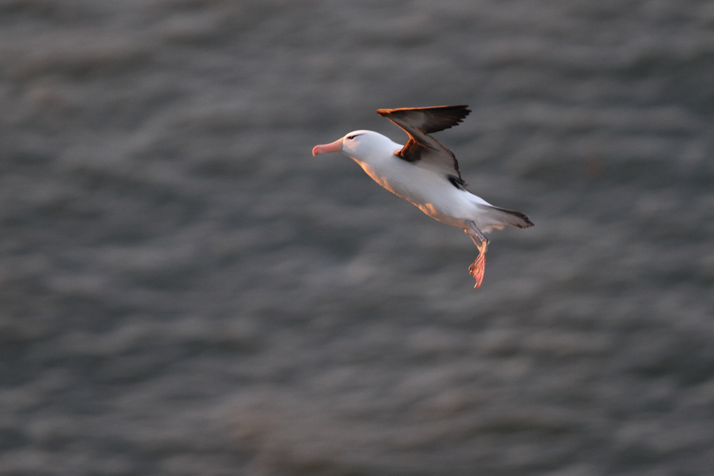 Black-browed Albatross. Bempton Cliffs, North Yorkshire, 24 May 2022 © Neil G. Morris.