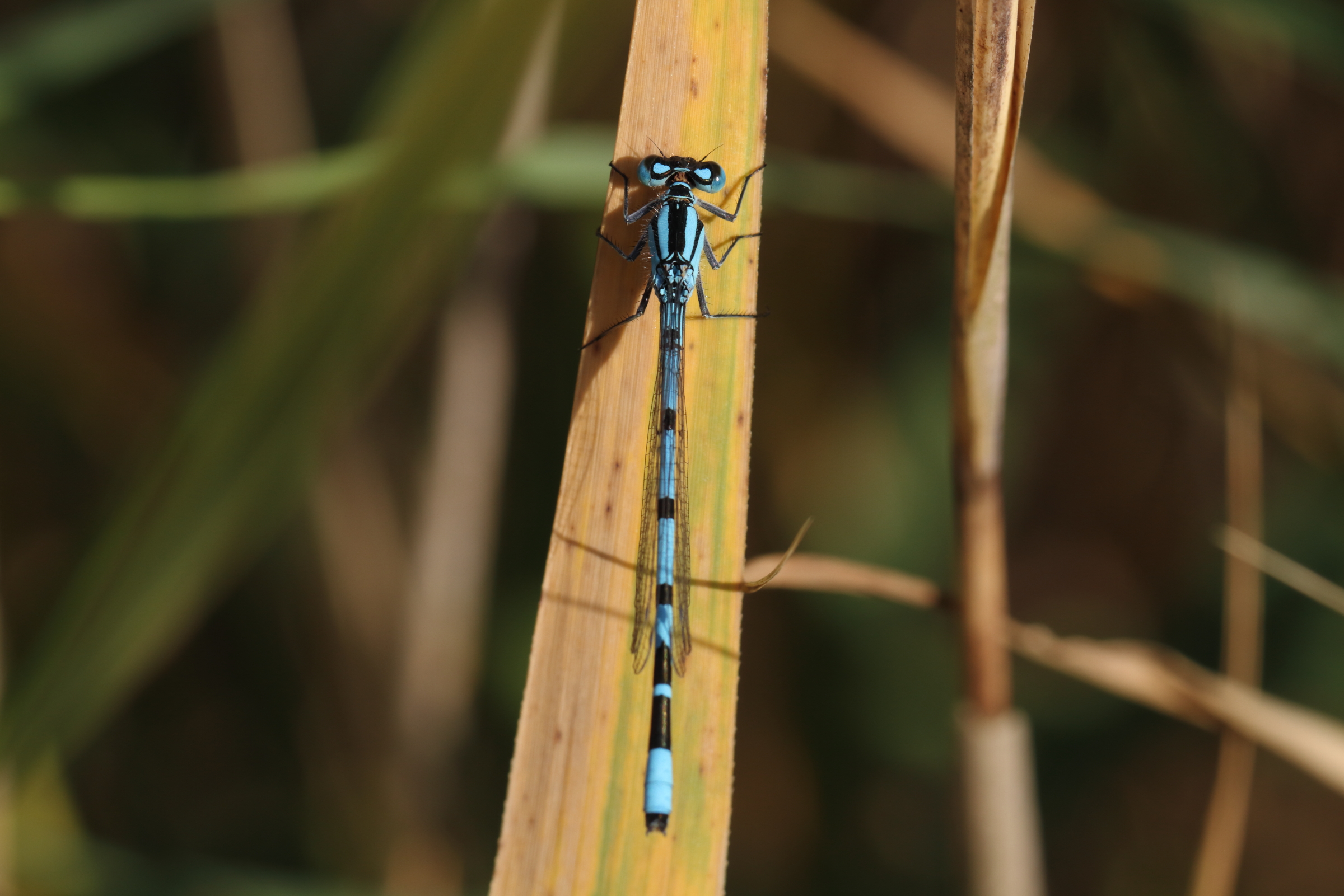 Common Bluet. Papercourt LNR, Surrey, 06 August 2011 © Neil G. Morris.