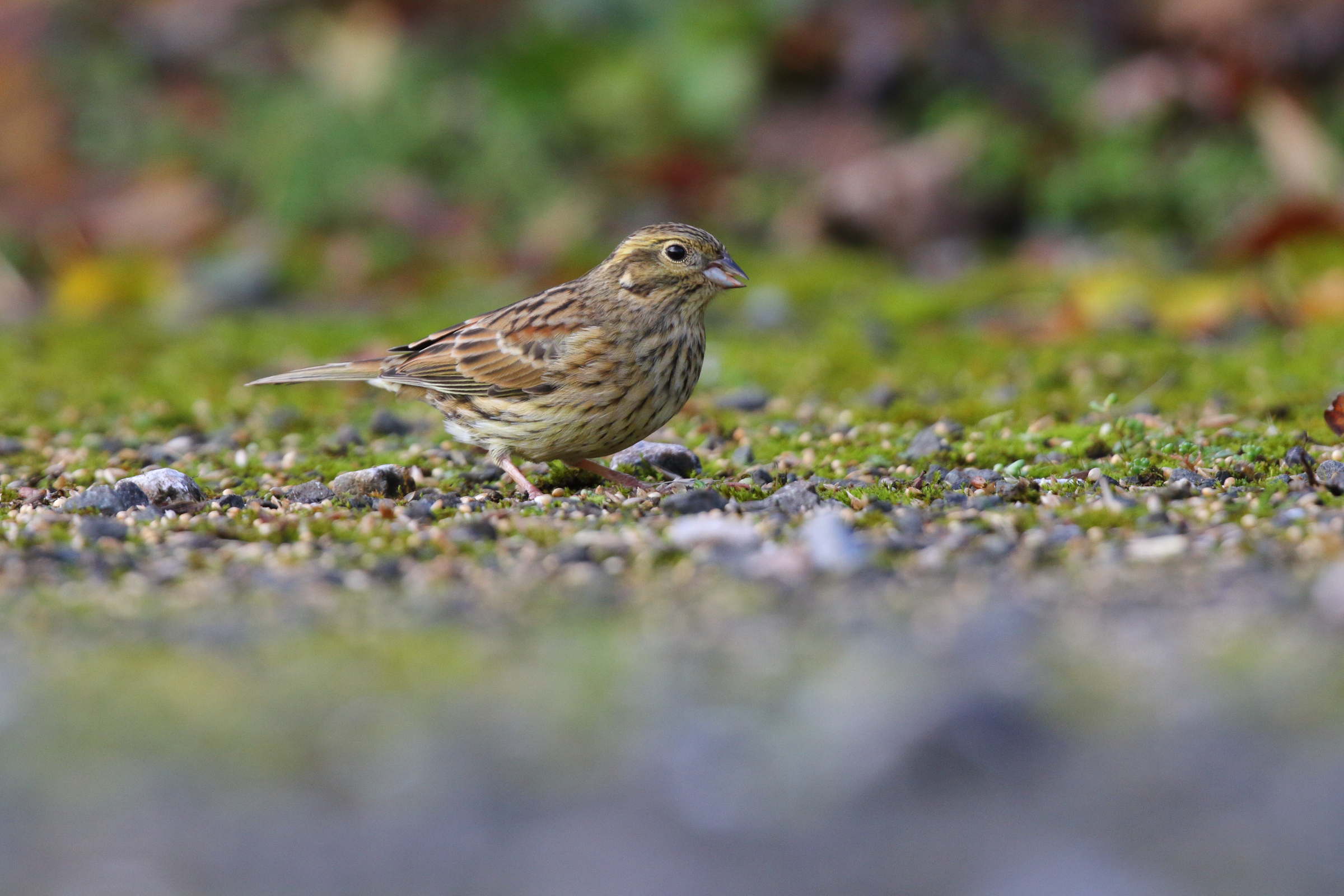 Cirl Bunting. Devon, 02 December 2012 © Neil G. Morris.