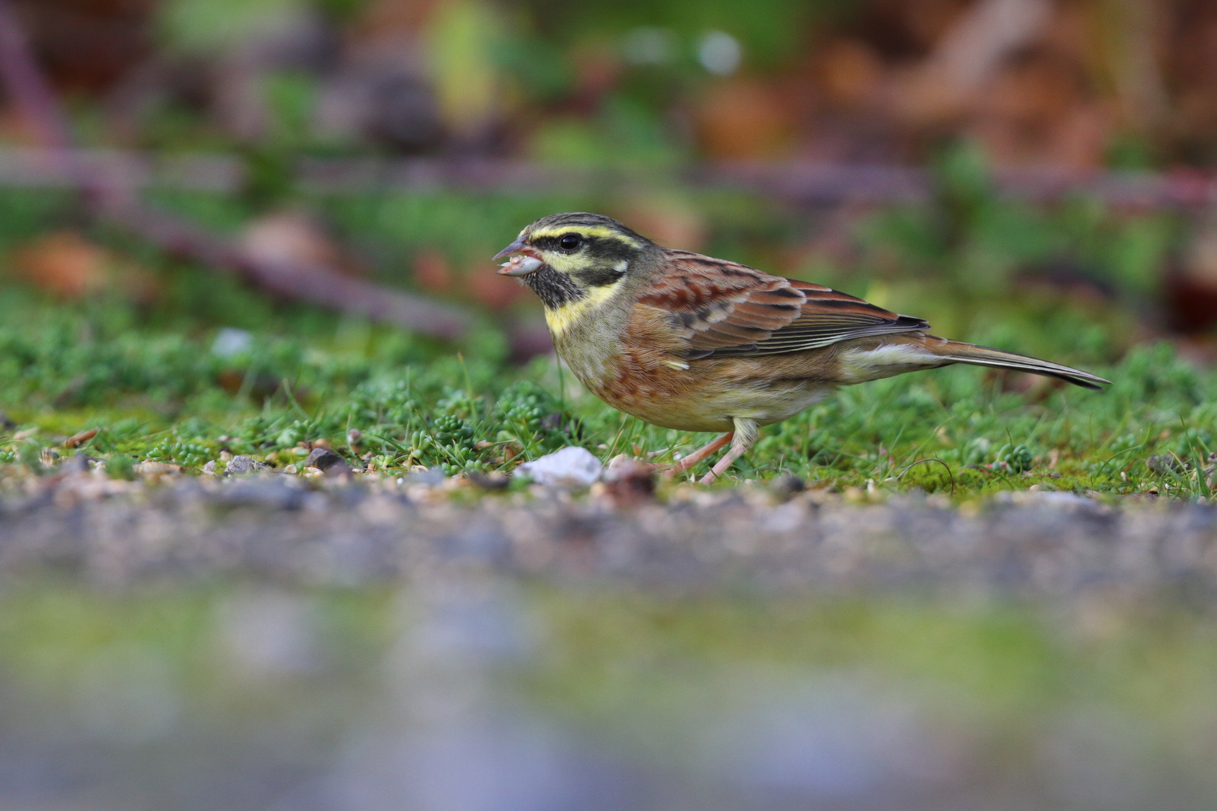 Cirl Bunting. Devon, 02 December 2012 © Neil G. Morris.