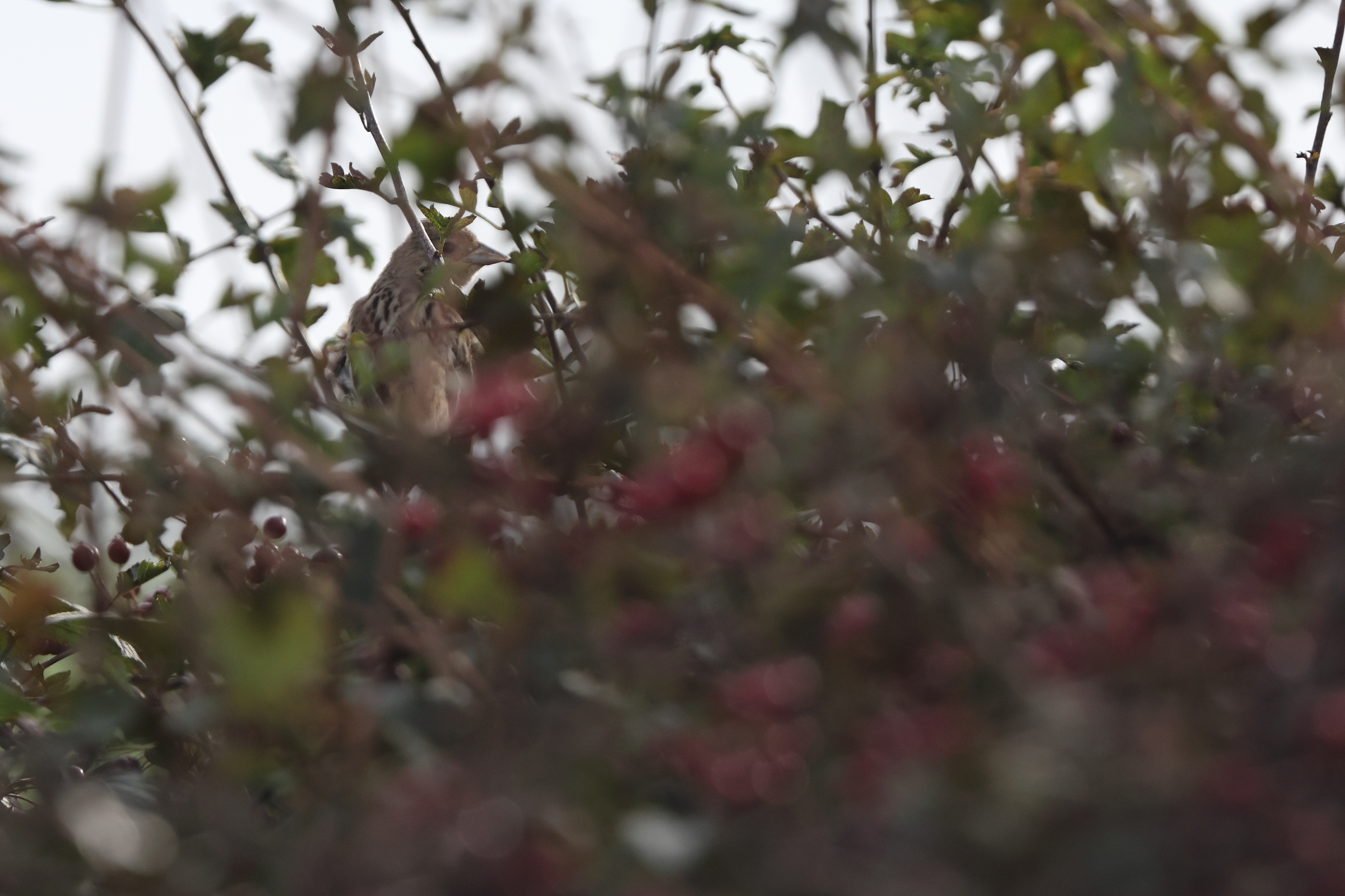 Red-headed Bunting. Flamborough Head, North Yorkshire, 23 October 2023 © Neil G. Morris.