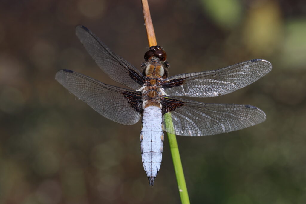 Broad-bodied Chaser. Holt CP, Norfolk, 25 June 2025 © Neil G. Morris.