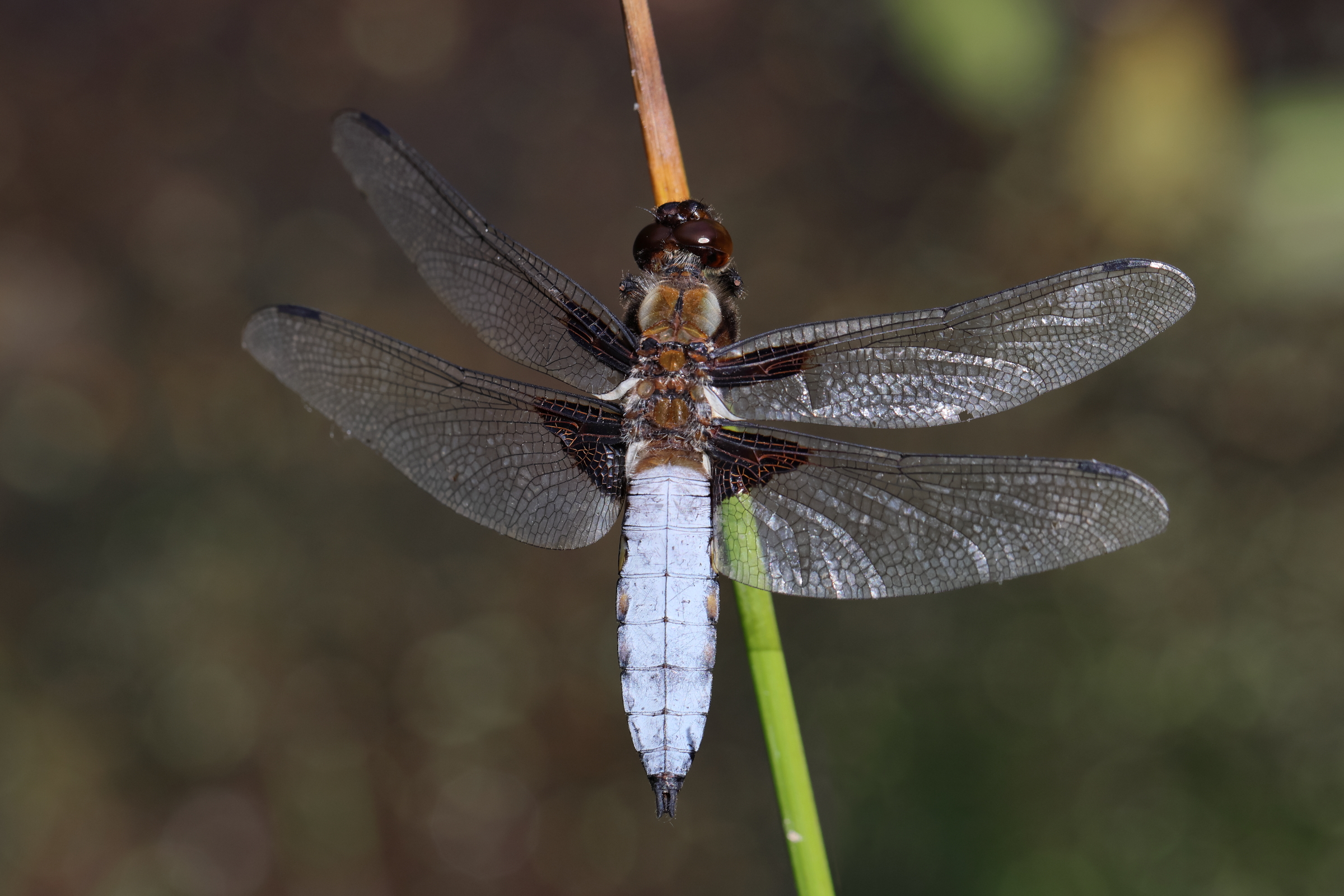 Broad-bodied Chaser. Holt CP, Norfolk, 25 June 2025 © Neil G. Morris.