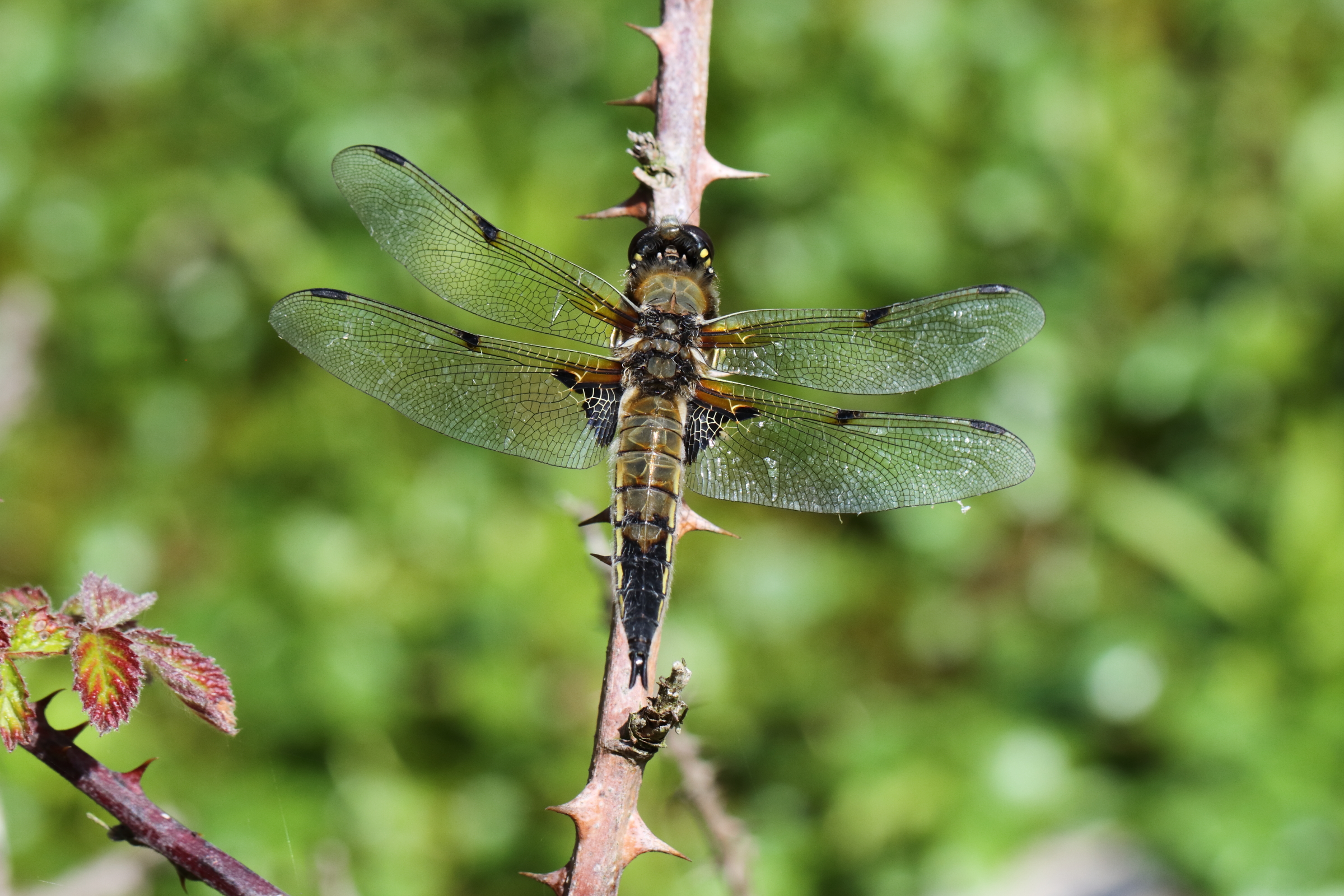 Four-spotted Chaser. Manx BirdLife Point of Ayre National Reserve, Ellan Vannin, 09 June 2019 © Neil G. Morris.