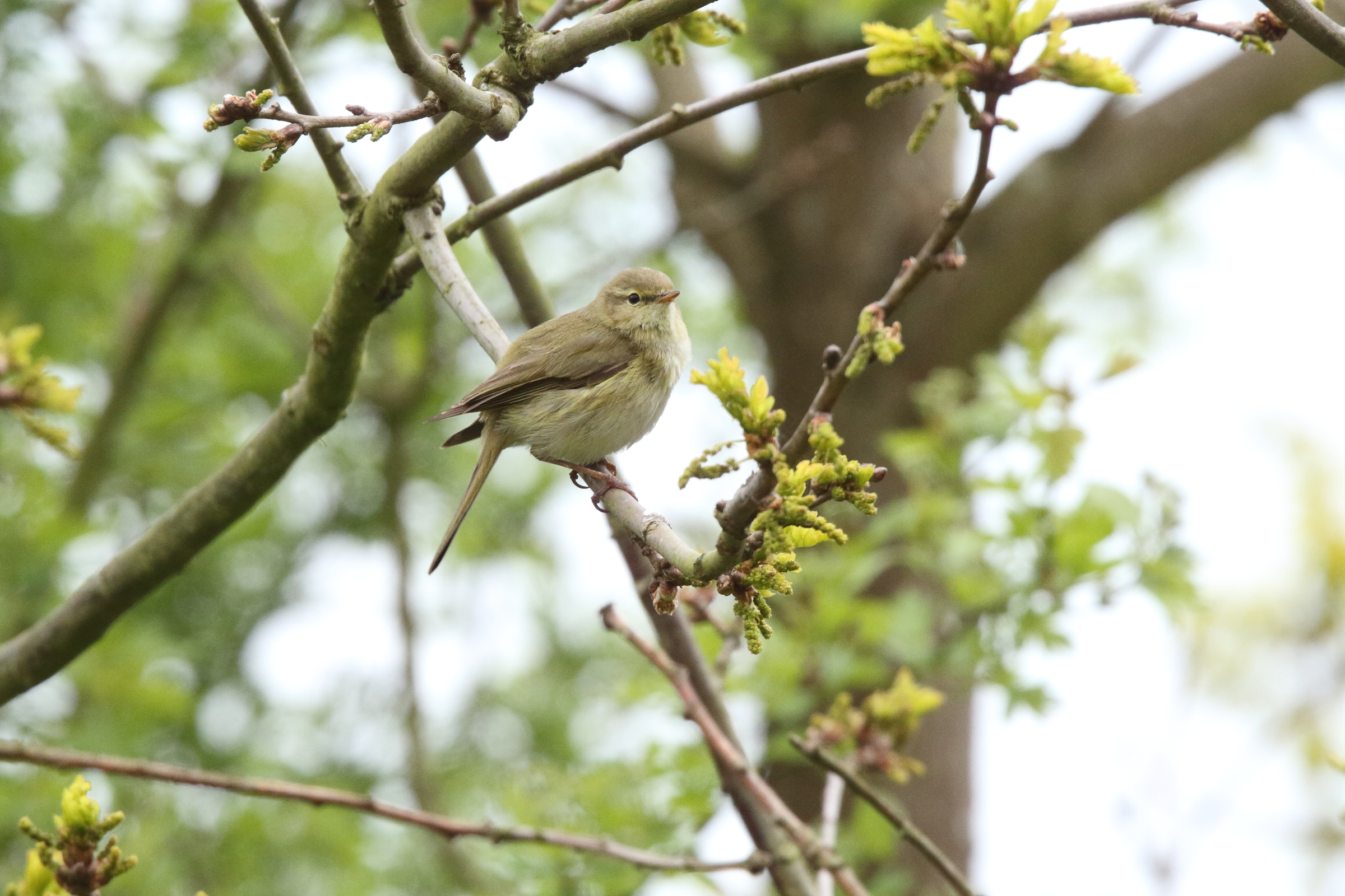 Iberian Chiffchaff. Waderslade, Kent, 05 May 2010 © Neil G. Morris.