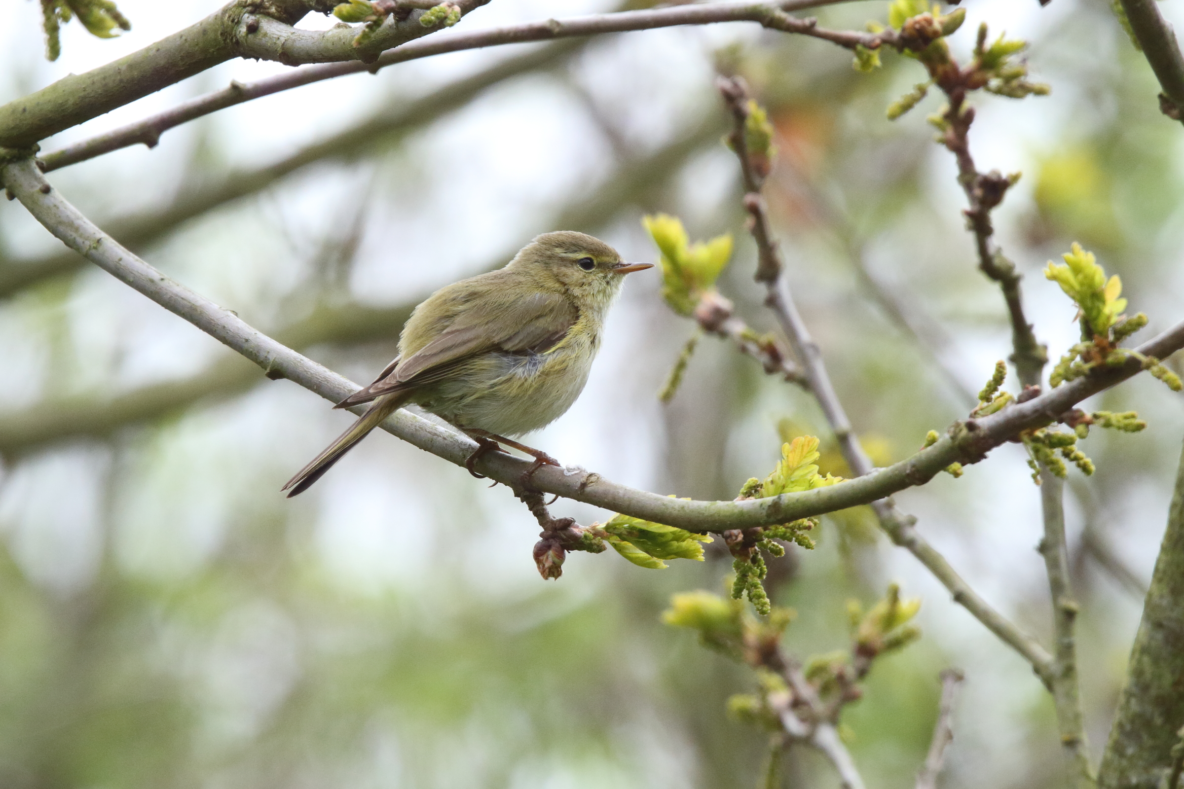 Iberian Chiffchaff. Waderslade, Kent, 05 May 2010 © Neil G. Morris.
