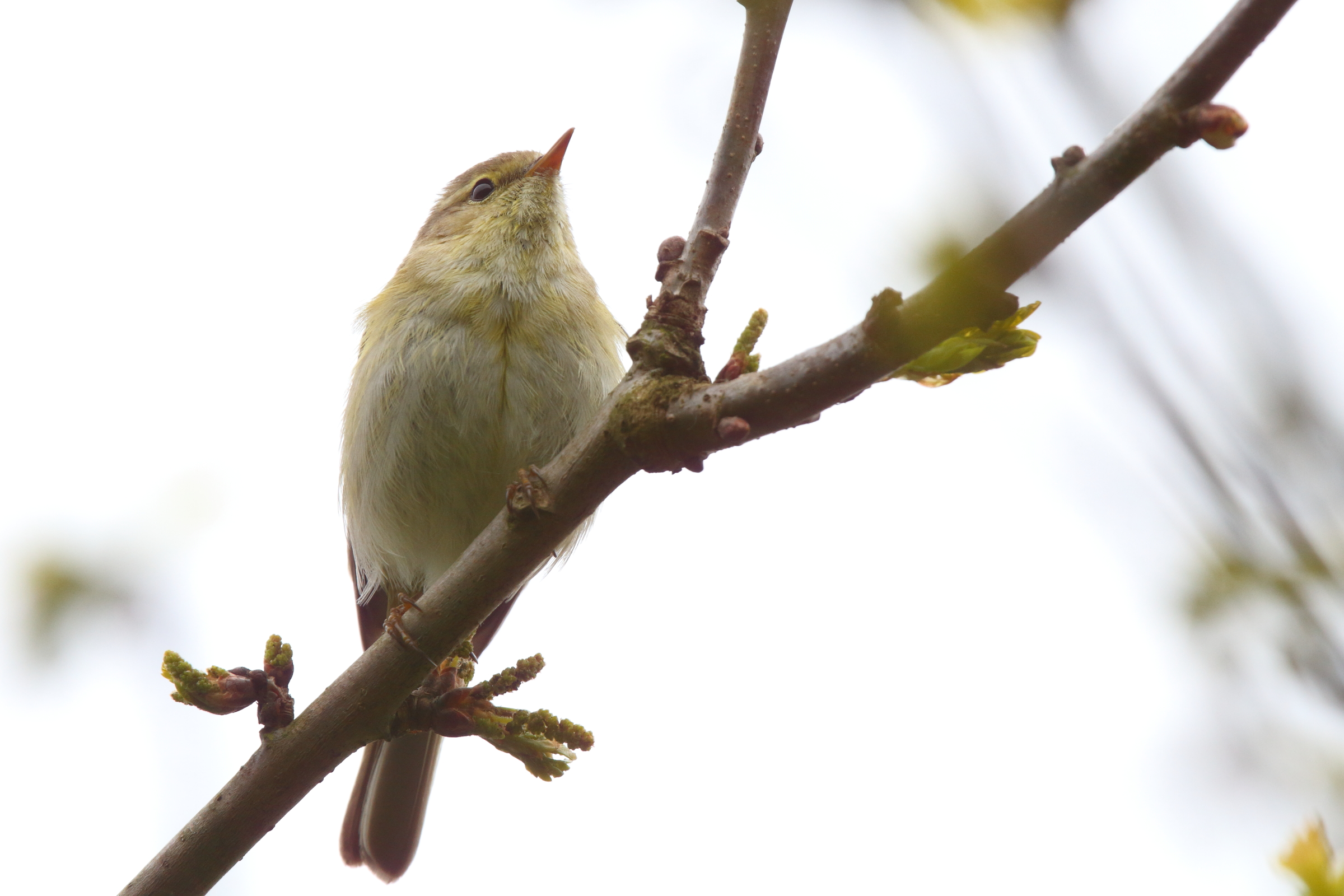 Iberian Chiffchaff. Waderslade, Kent, 05 May 2010 © Neil G. Morris.