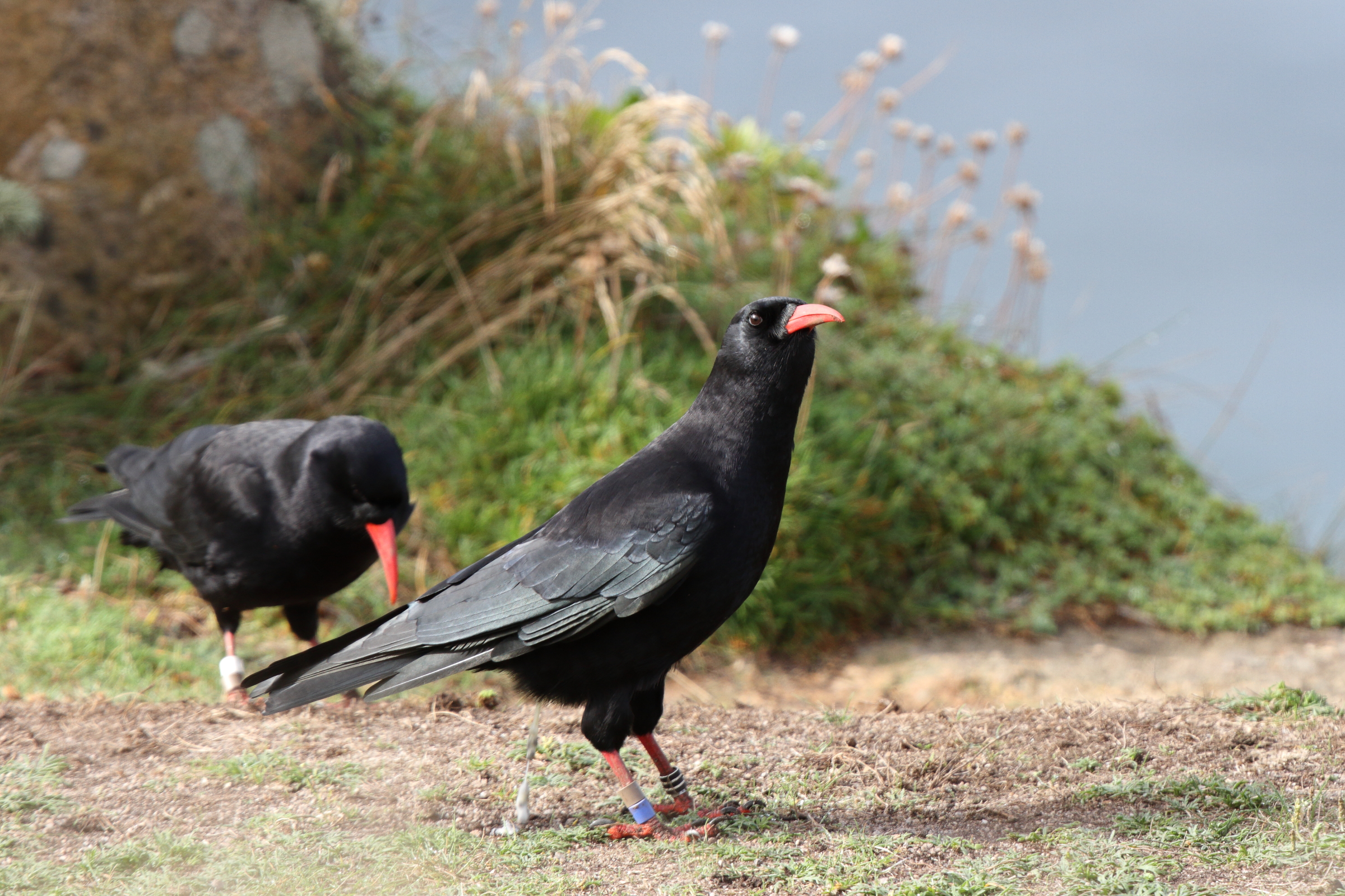 Red-billed Chough. Land's End, Cornwall, 22 September 2013 © Neil G. Morris.