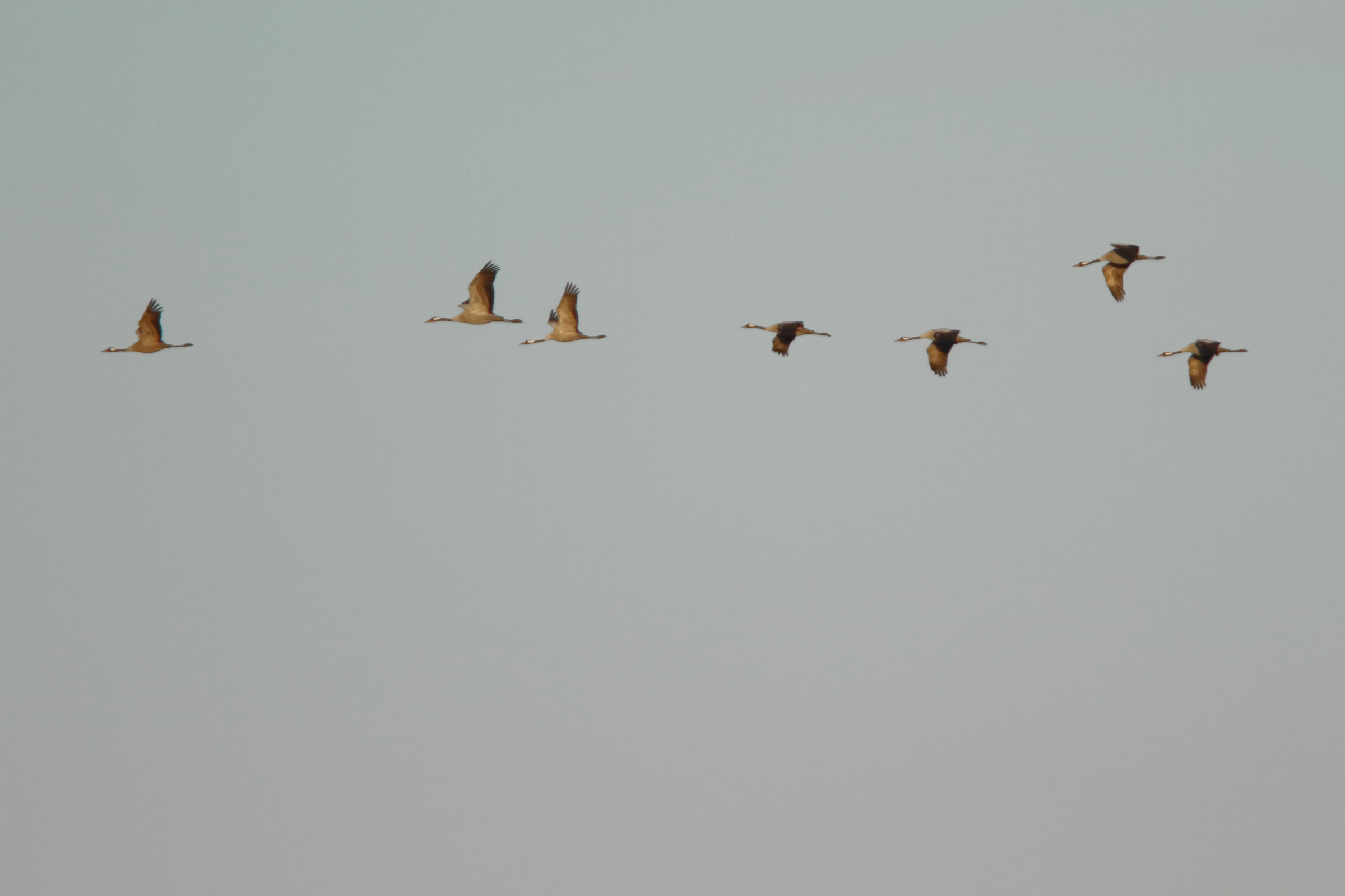Crane. Cantley, Norfolk, 25 November 20211 © Neil G. Morris.