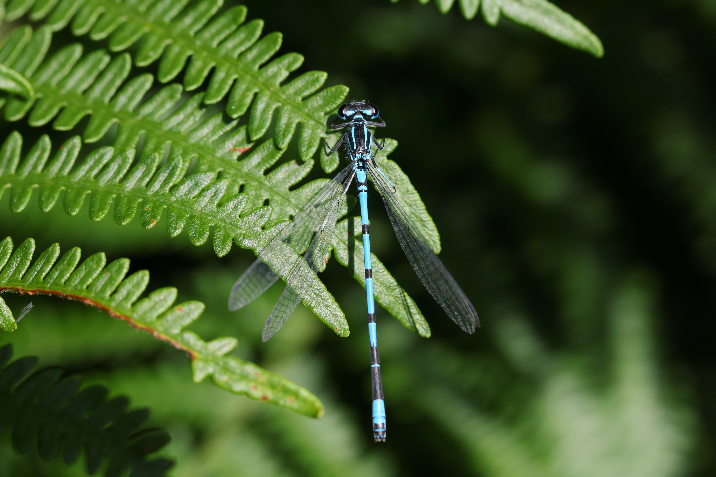 Azure Bluet. Holt CP, Norfolk, 25 July 2025 © Neil G. Morris.