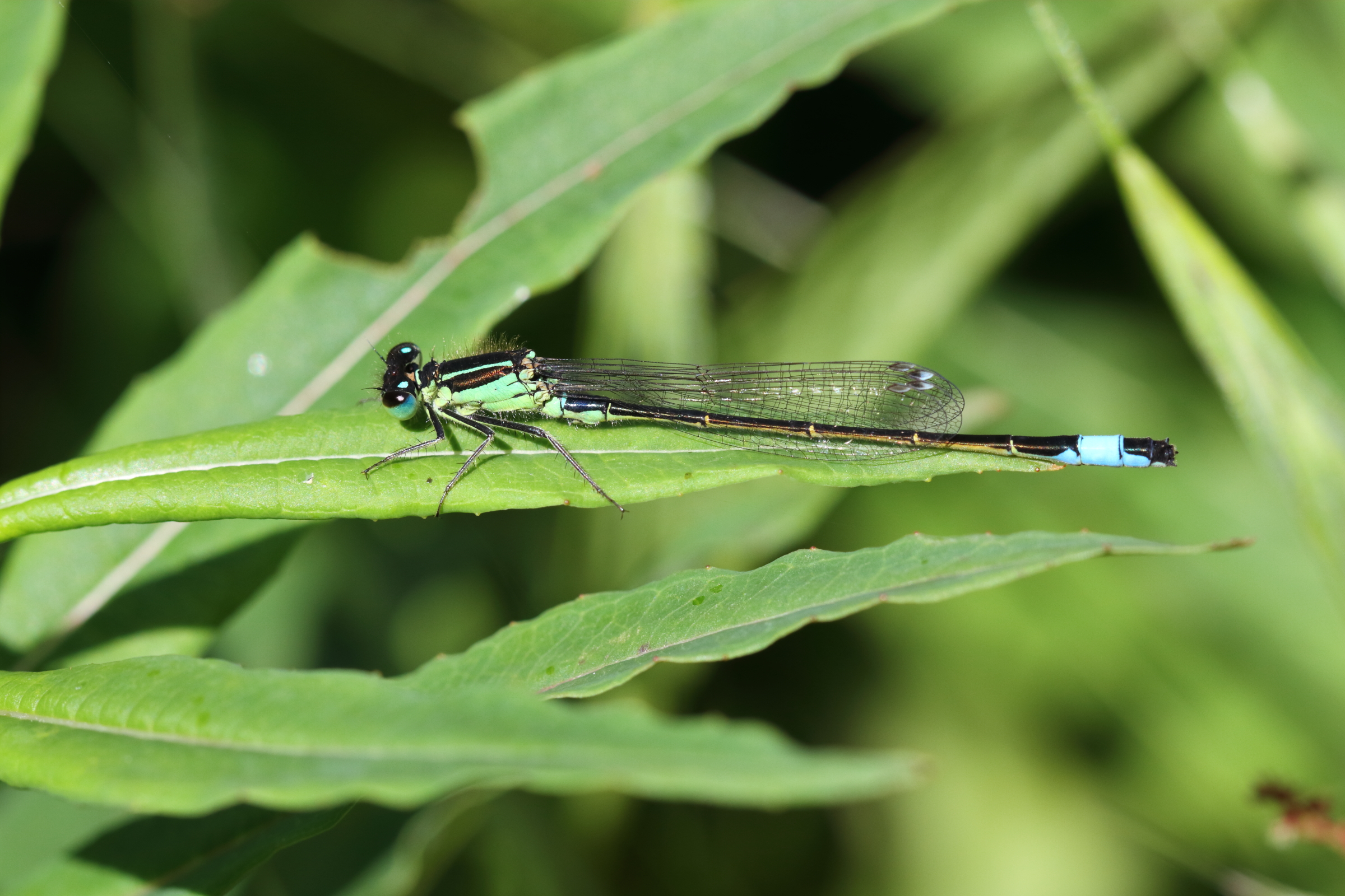 Common Bluetail. Manx BirdLife Point of Ayre National Reserve, Ellan Vannin, 09 June 2019 © Neil G. Morris.