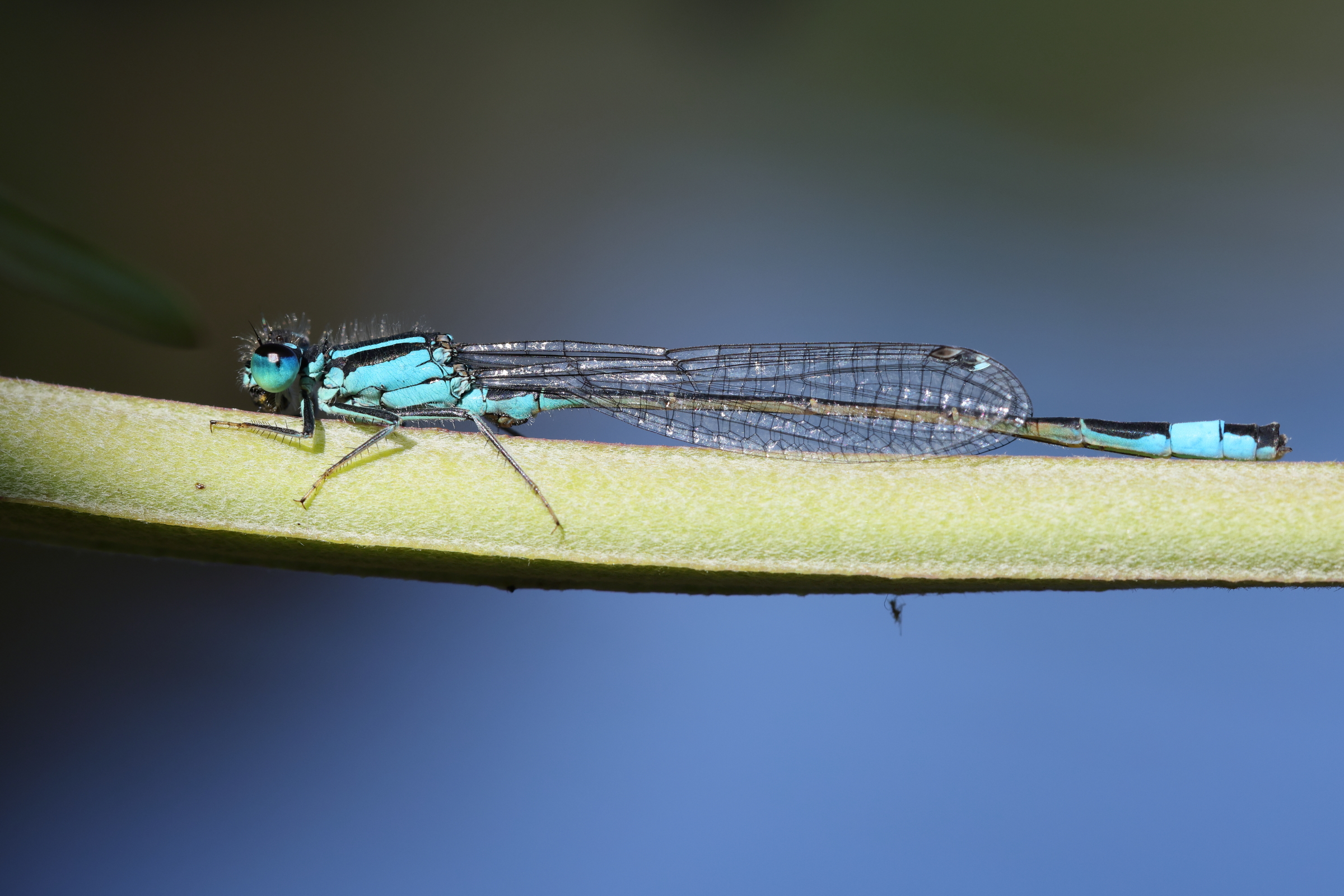 Common Bluetail. Selbrigg Pond, Norfolk, 08 July 2025 © Neil G. Morris.