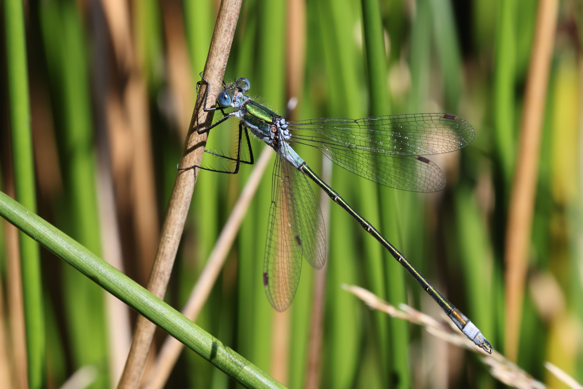 Common Spreadwing. Archallagan Plantation, Ellan Vannin, 31 July 2022 © Neil G. Morris.