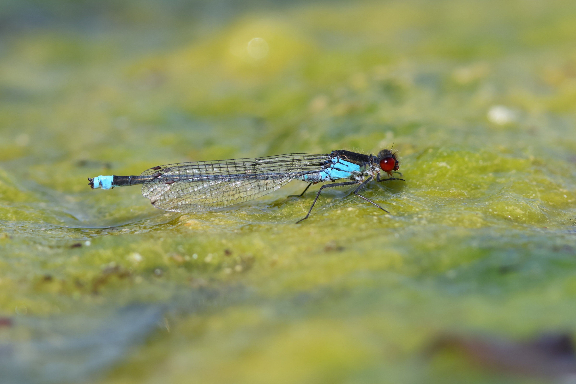 Large Redeye. Selbrigg Pond, Norfolk, 08 July 2025 © Neil G. Morris.