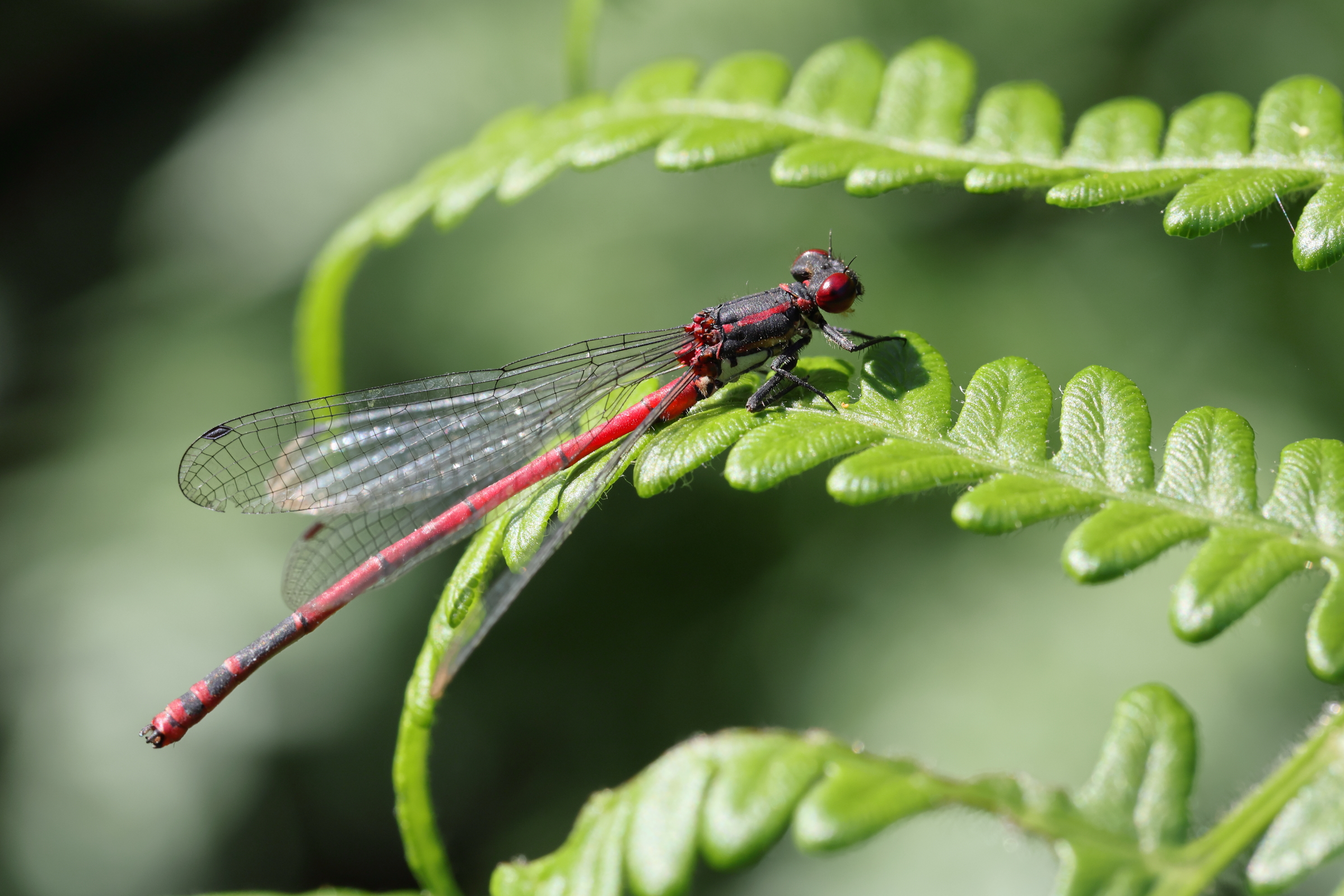 Large Red Damsel. Holt CP, Norfolk, 04 July 2025 © Neil G. Morris.
