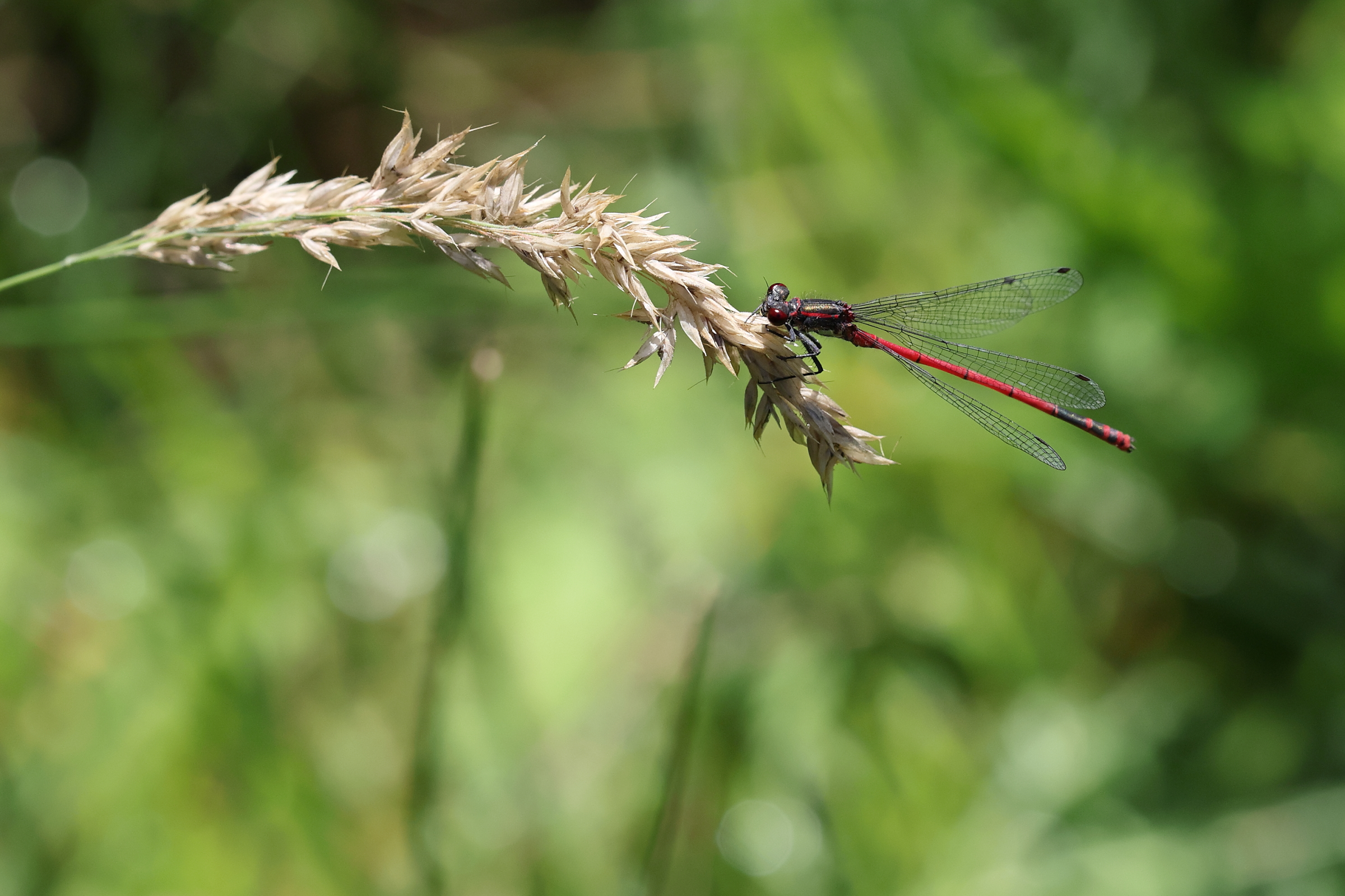 Large Red Damsel. Holt CP, Norfolk, 25 July 2025 © Neil G. Morris.