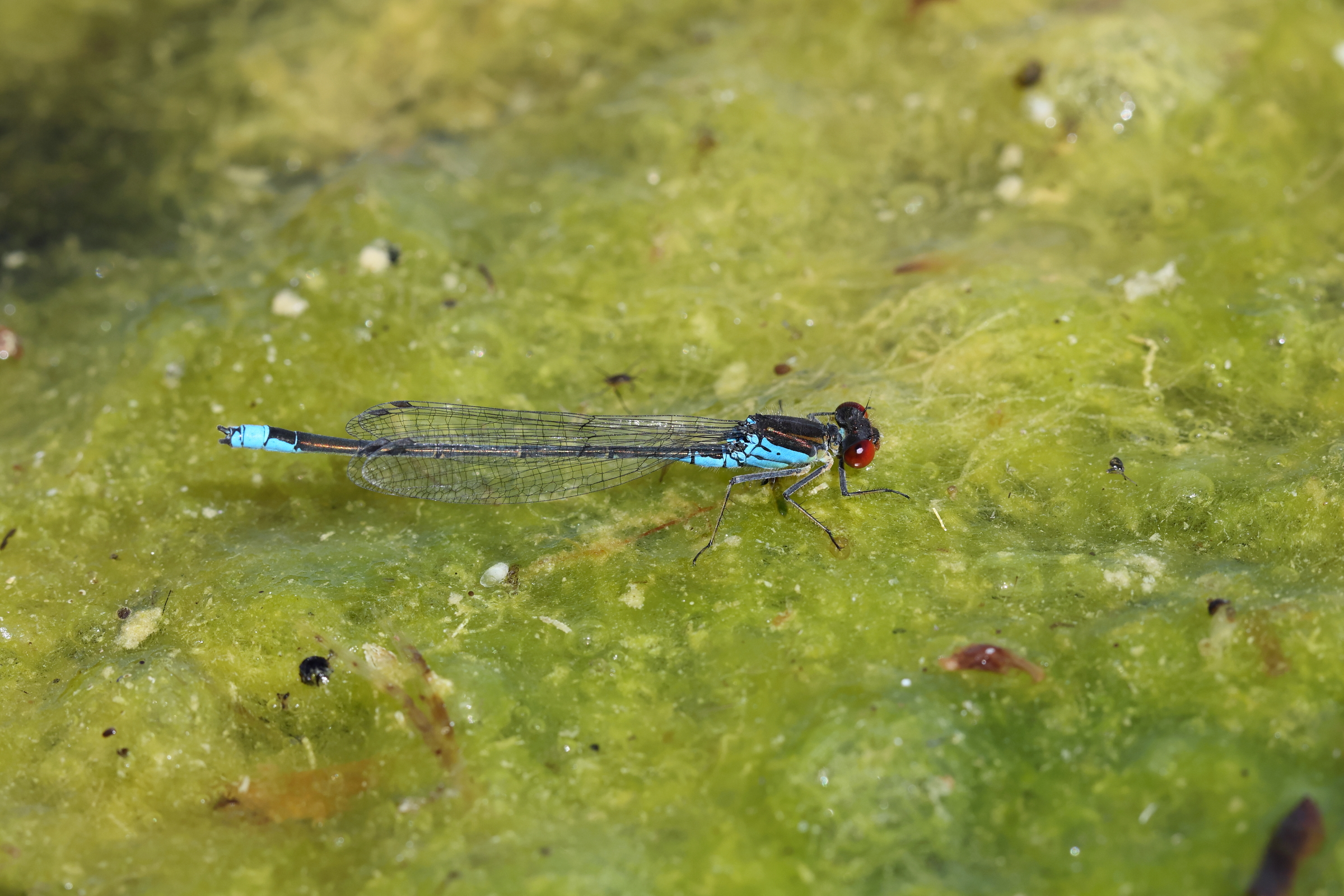 Small Redeye. Selbrigg Pond, Norfolk, 08 July 2025 © Neil G. Morris.