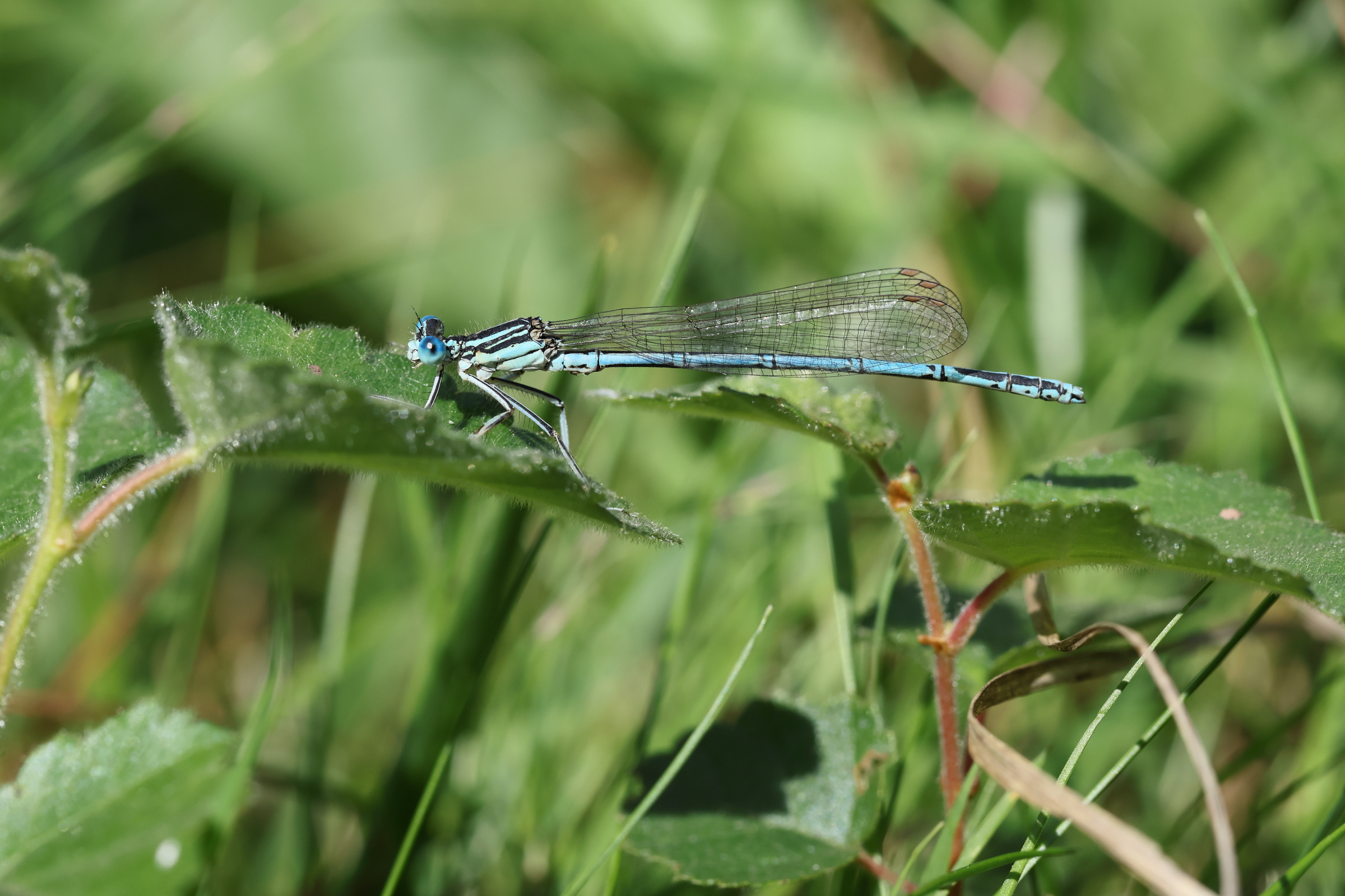 Blue Featherleg. Chobham Common, Surrey, 15 August 2025 © Neil G. Morris.