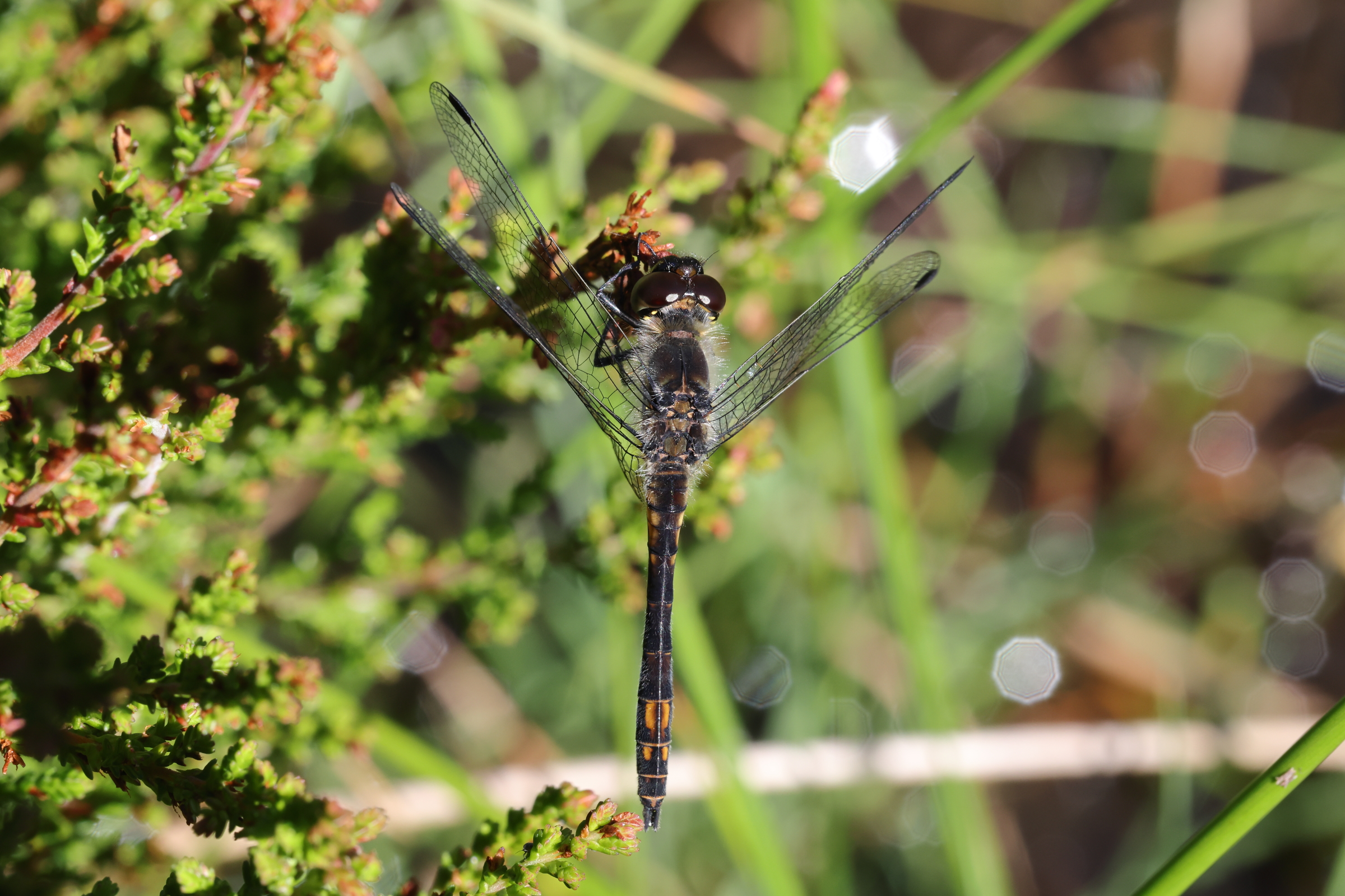 Black Darter. Archallagan Plantation, Ellan Vannin, 31 July 2022 © Neil G. Morris.