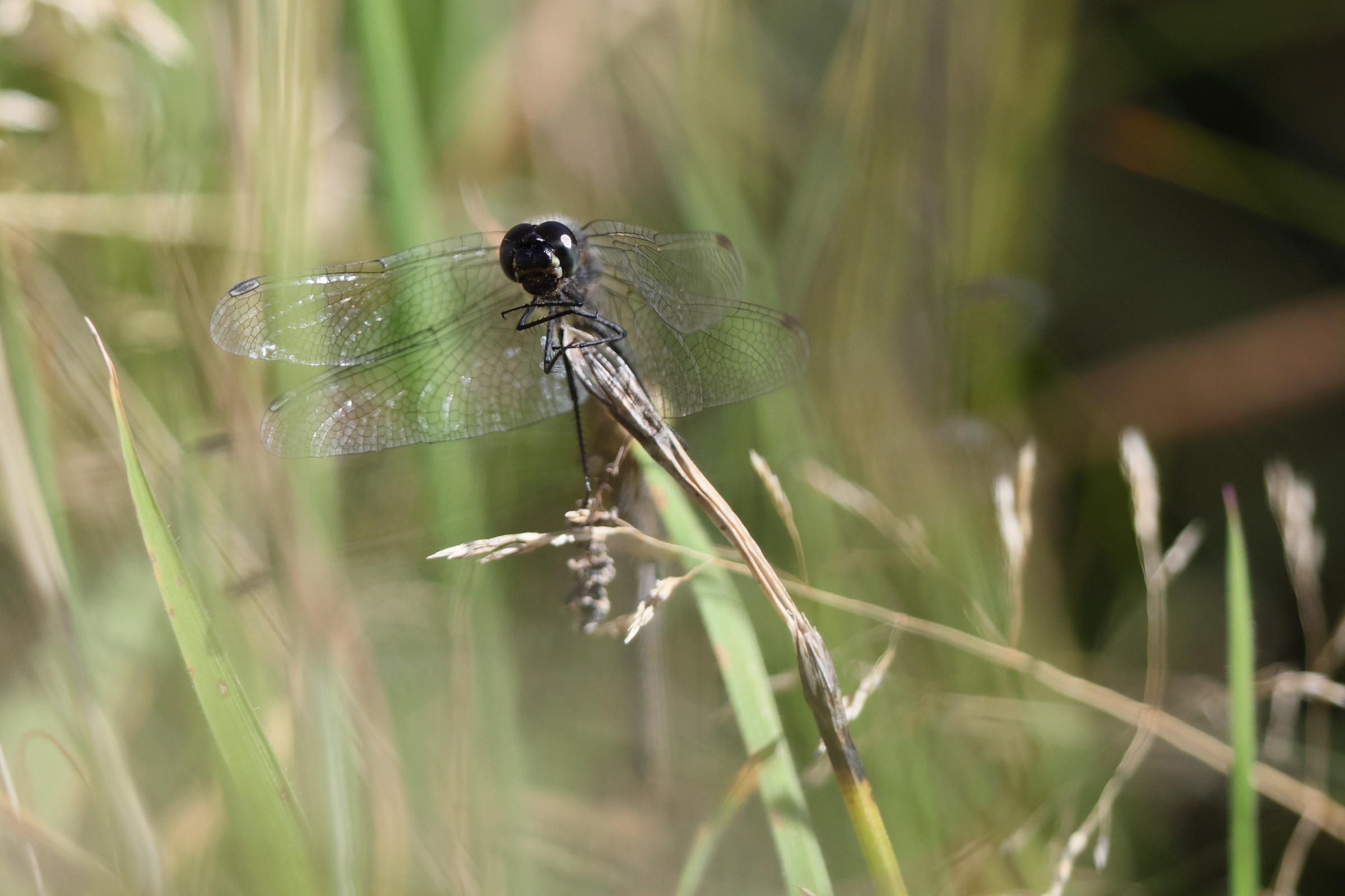 Black Darter. Manx BirdLife Point of Ayre National Reserve, Ellan Vannin, 18 September 2024 © Neil G. Morris.