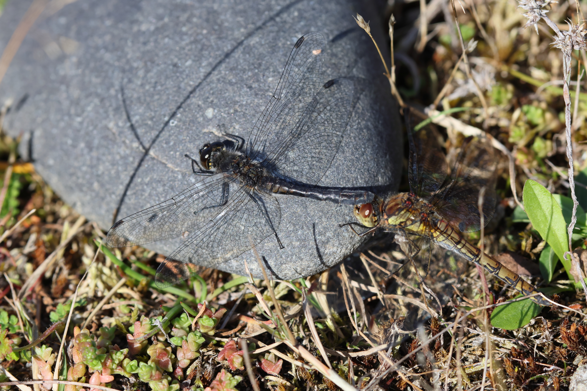 Black Darter. Manx BirdLife Point of Ayre National Reserve, Ellan Vannin, 18 September 2024 © Neil G. Morris.