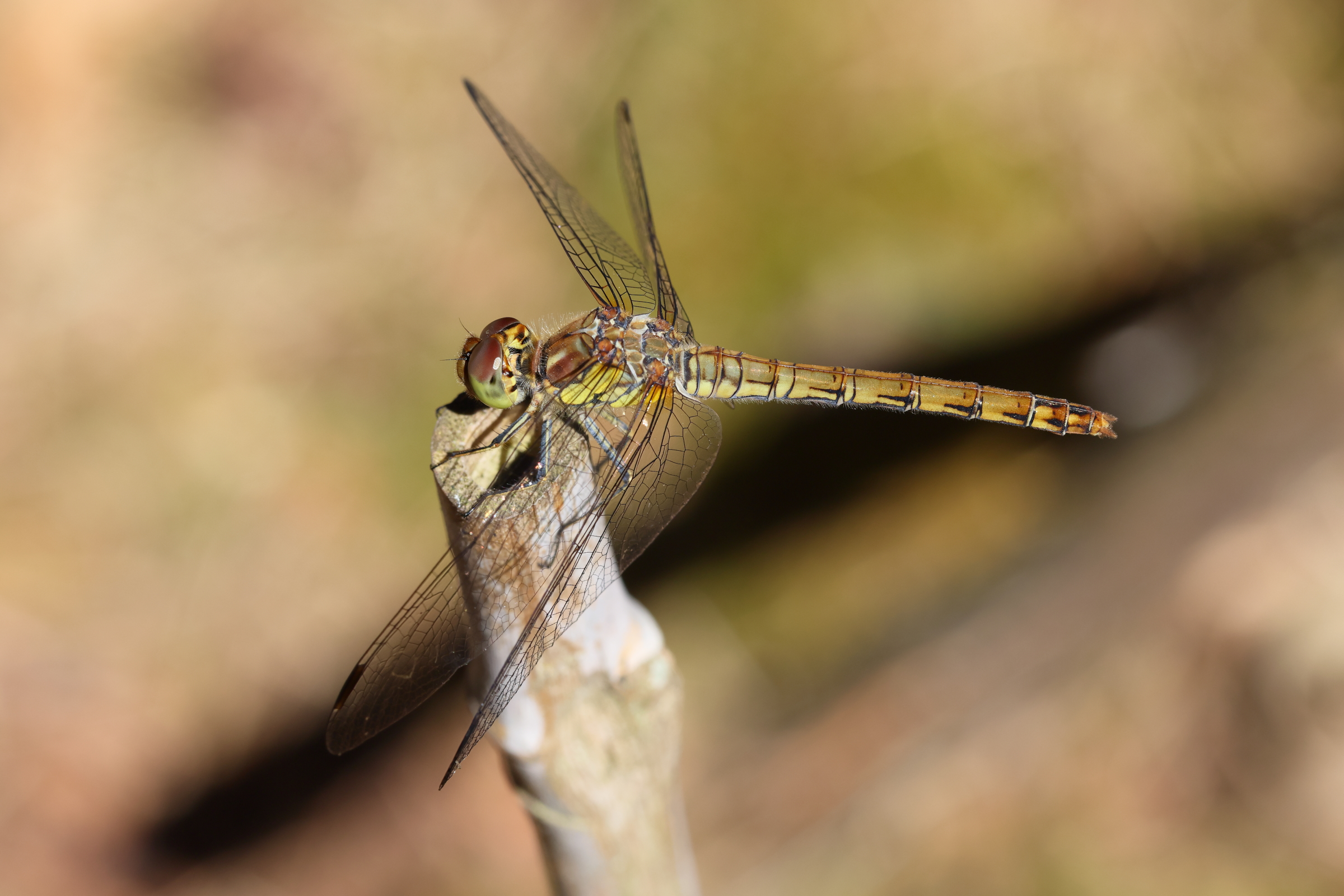 Common Darter. Holt CP, Norfolk, 04 July 2025 © Neil G. Morris.