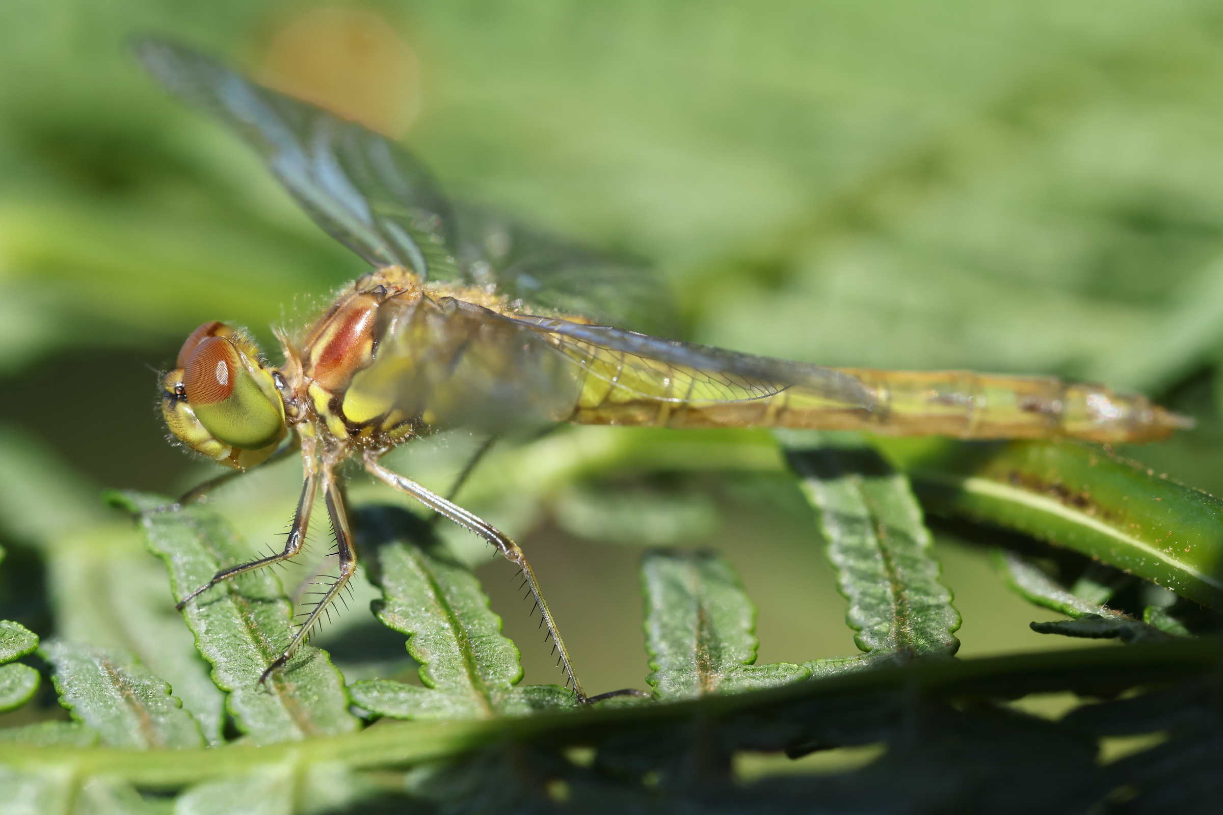 Common Darter. Holt CP, Norfolk, 25 July 2025 © Neil G. Morris.