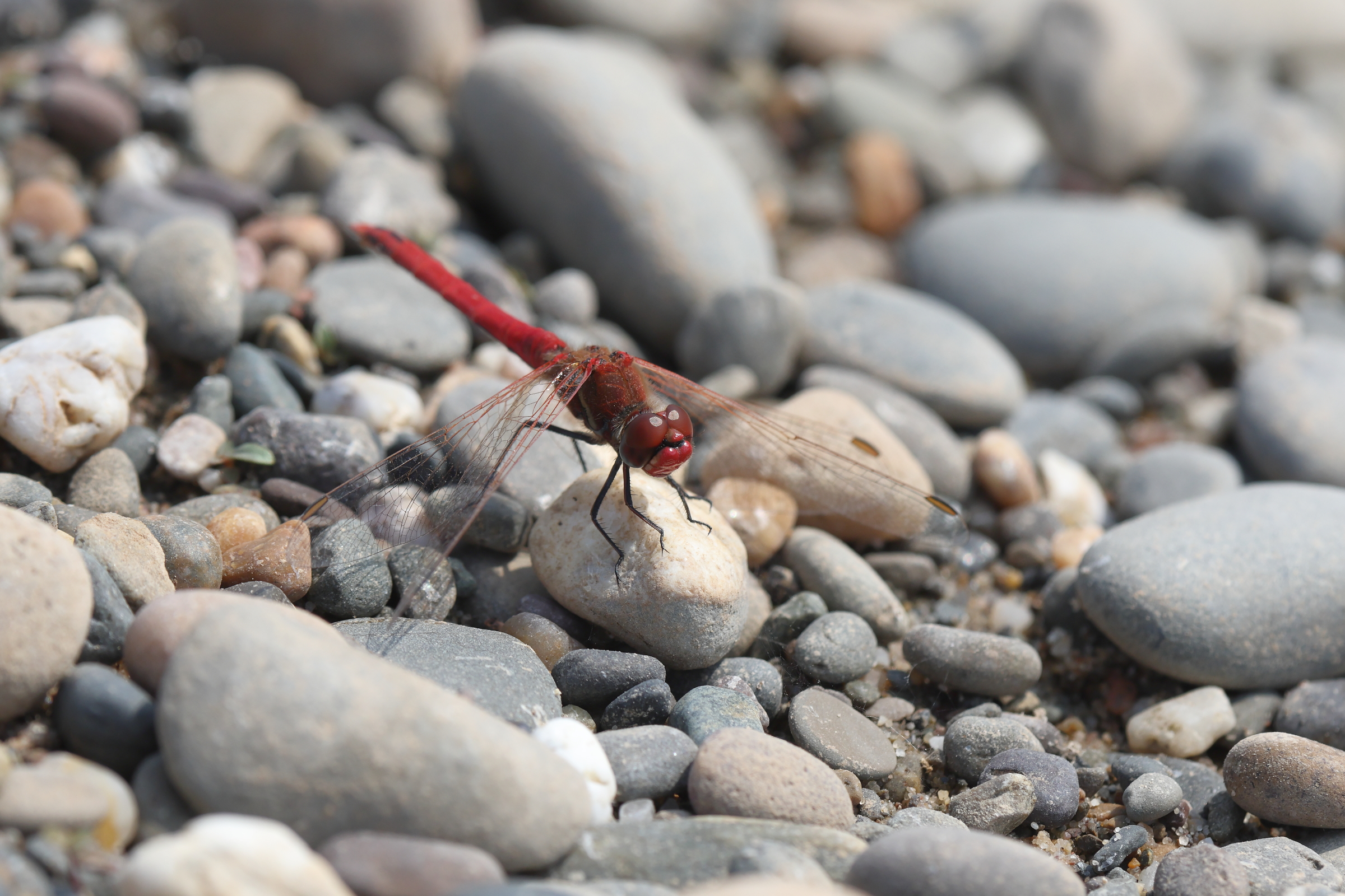 Red-veined Darter. Manx BirdLife Point of Ayre National Reserve, Ellan Vannin, 16 June 2023 © Neil G. Morris.