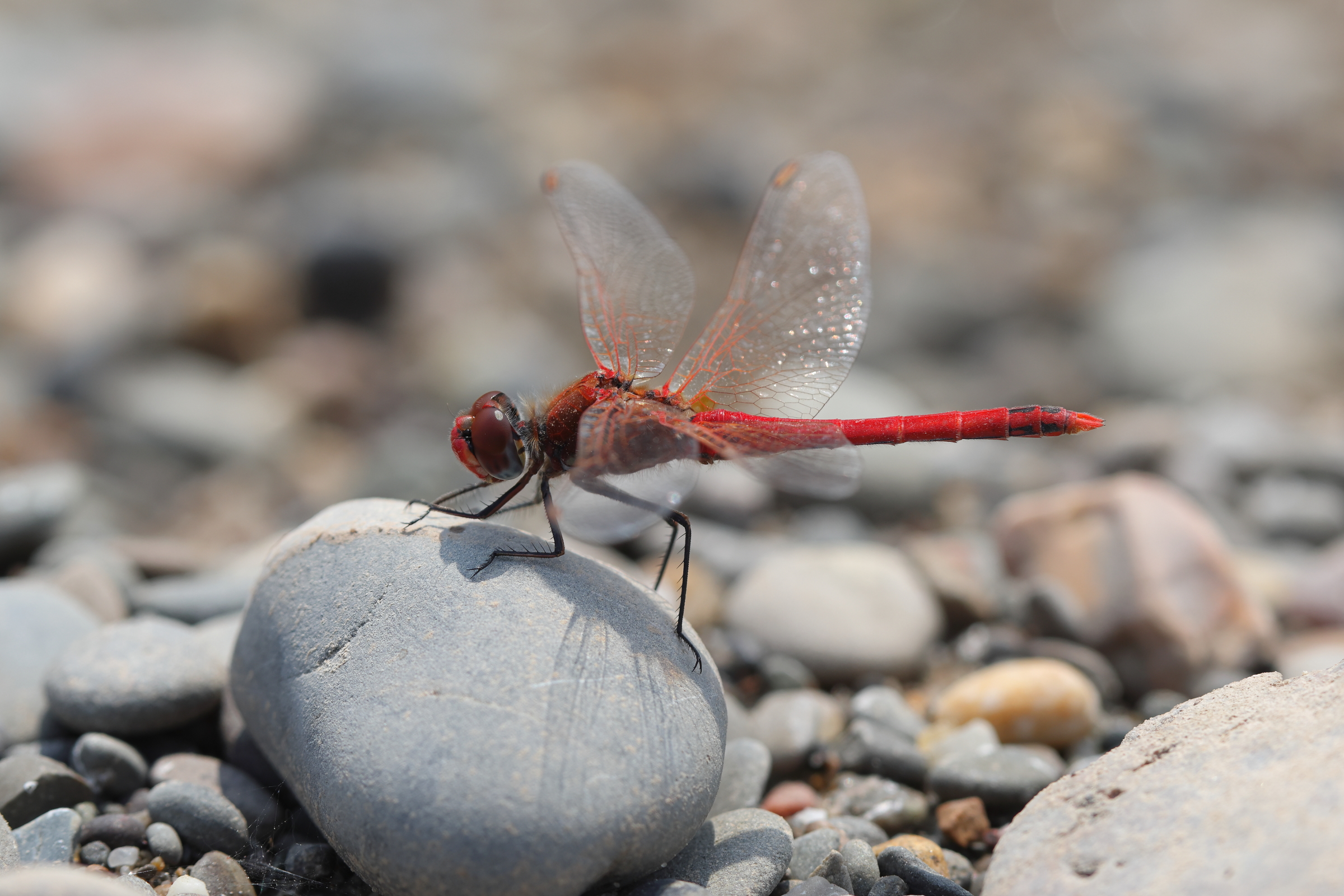 Red-veined Darter. Manx BirdLife Point of Ayre National Reserve, Ellan Vannin, 16 June 2023 © Neil G. Morris.