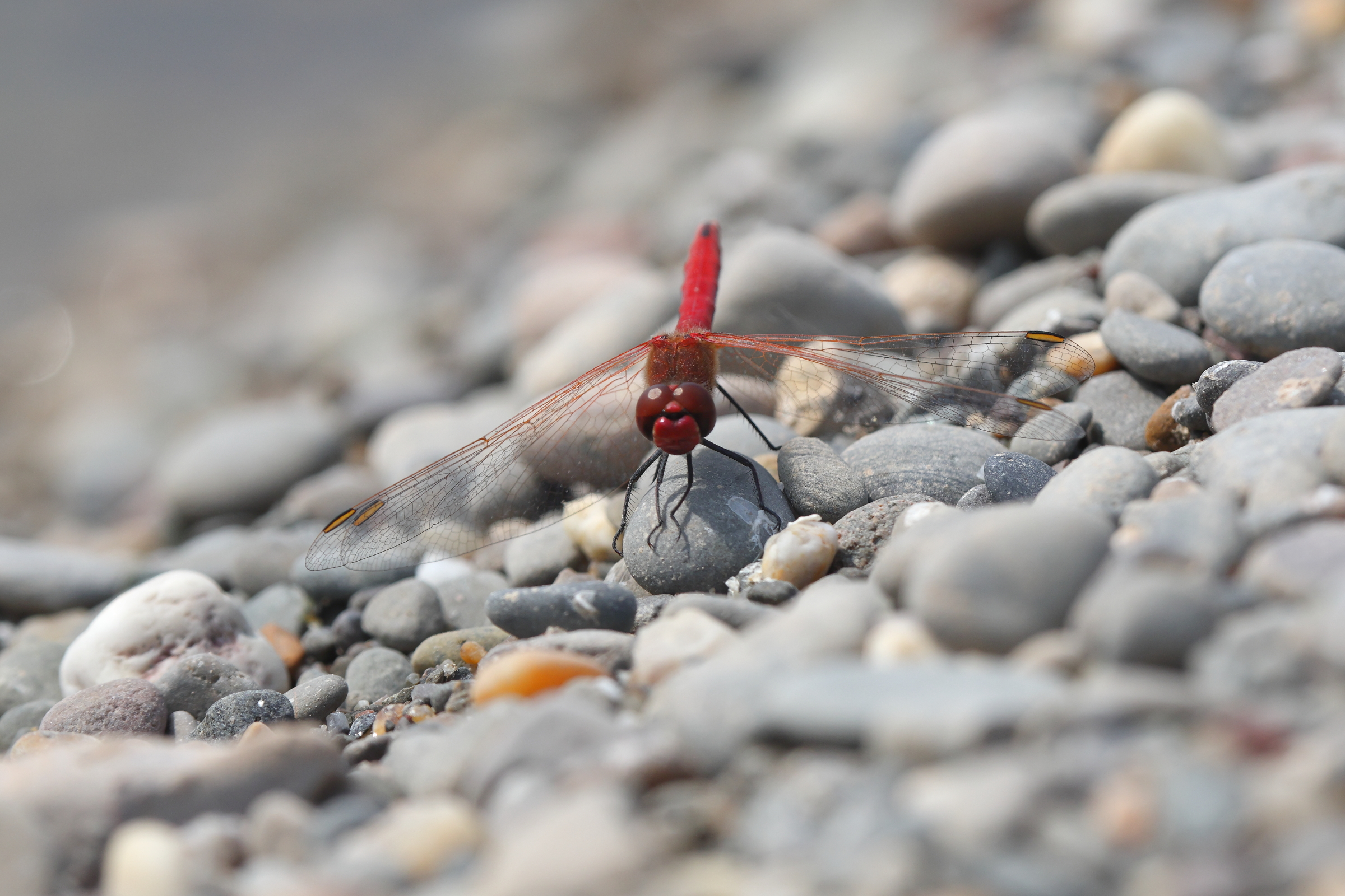 Red-veined Darter. Manx BirdLife Point of Ayre National Reserve, Ellan Vannin, 16 June 2023 © Neil G. Morris.