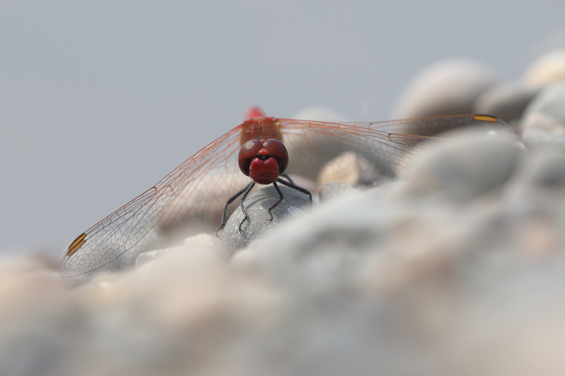 Red-veined Darter. Manx BirdLife Point of Ayre National Reserve, Ellan Vannin, 16 June 2023 © Neil G. Morris.