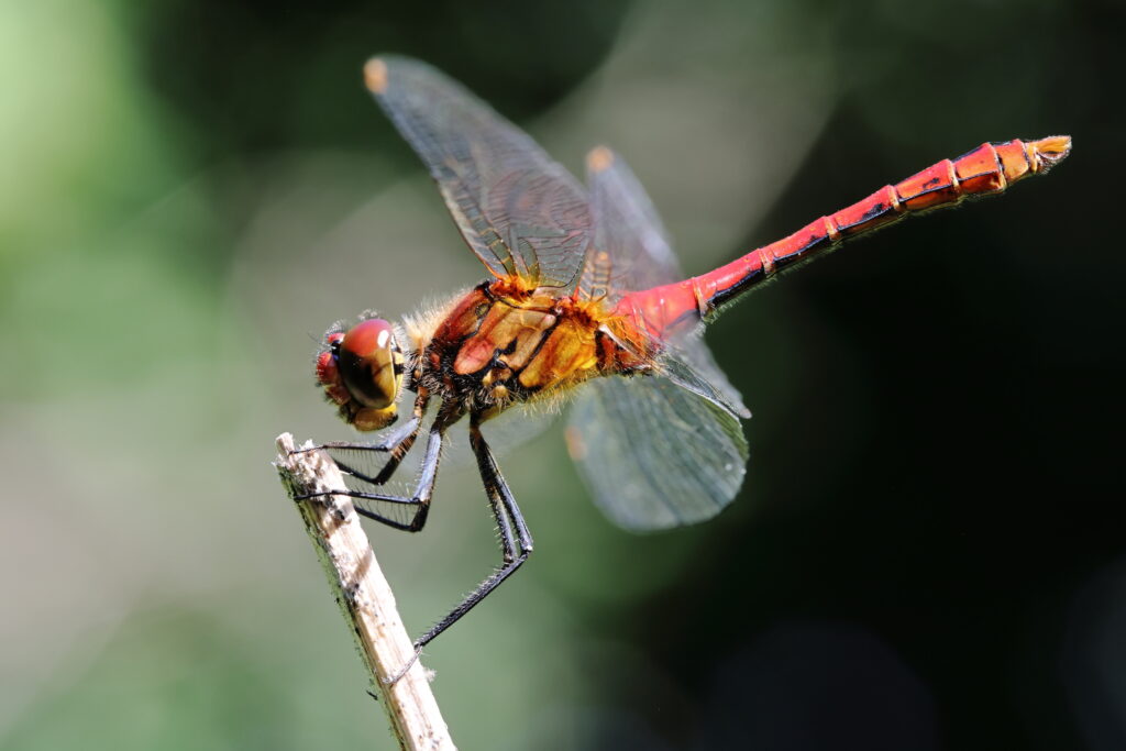 Ruddy Darter. Holt CP, Norfolk, 30 June 2025 © Neil G. Morris.
