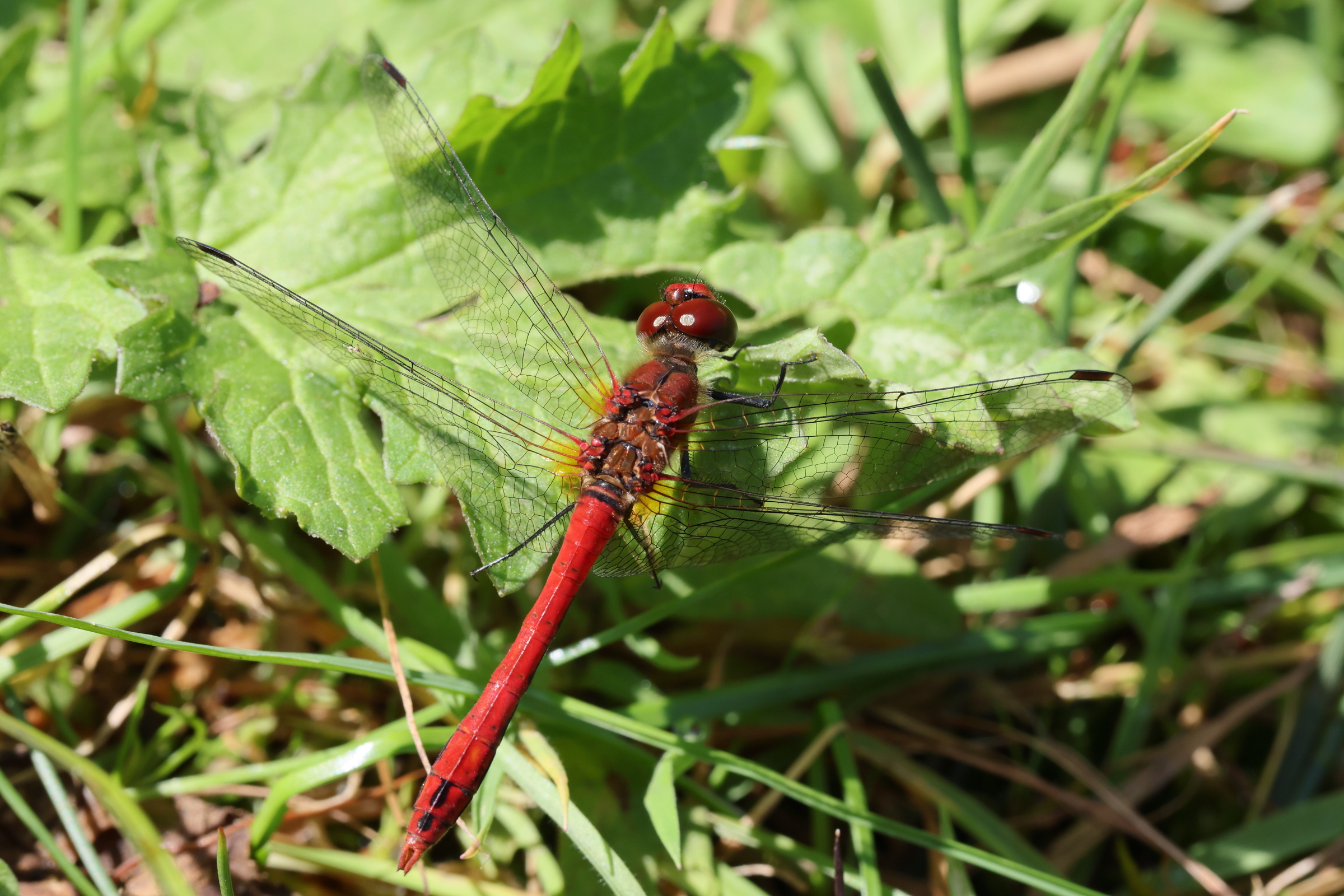 Ruddy Darter. Holt CP, Norfolk, 25 July 2025 © Neil G. Morris.
