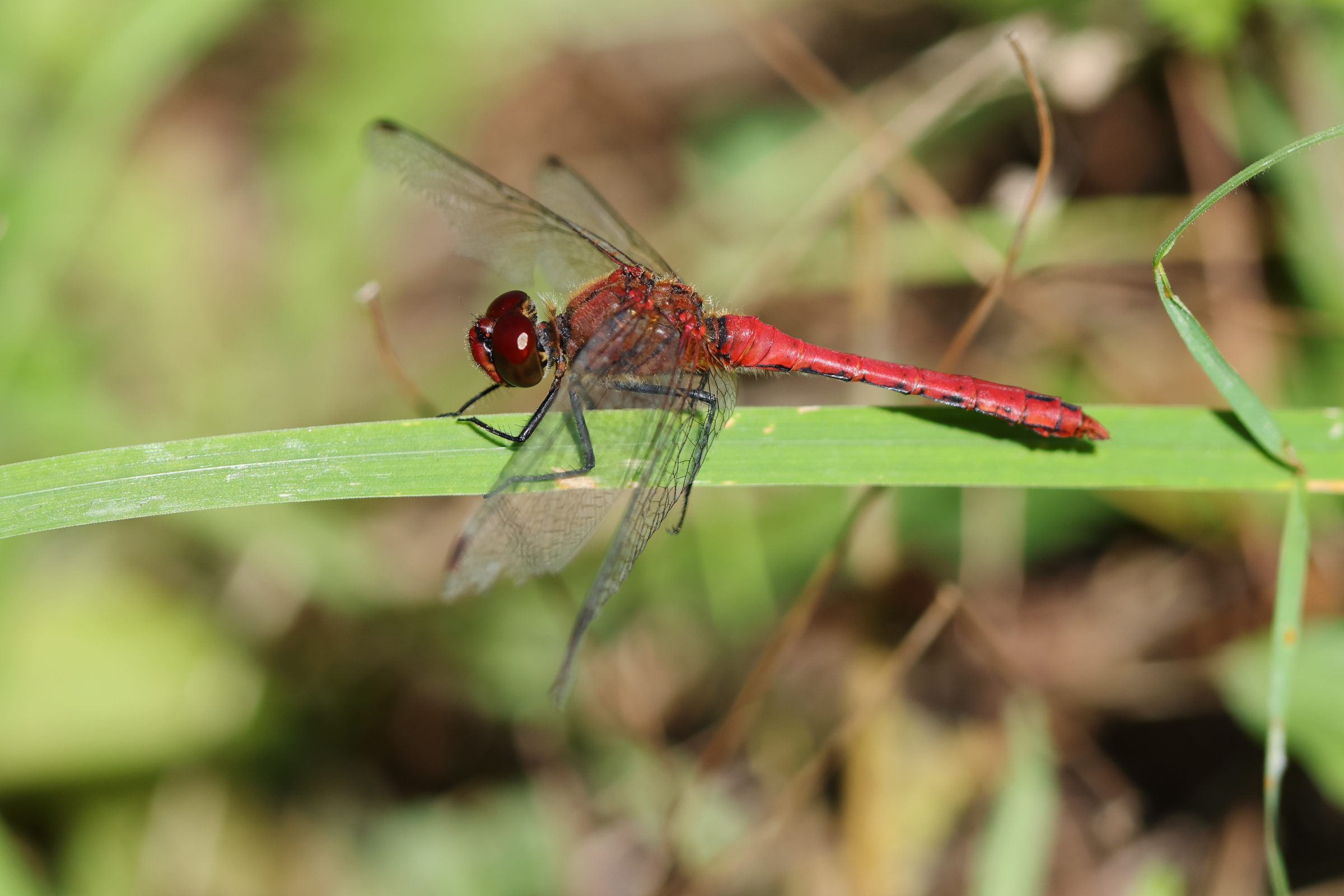 Ruddy Darter. Buckenham, Norfolk, 01 September 2025 © Neil G. Morris.